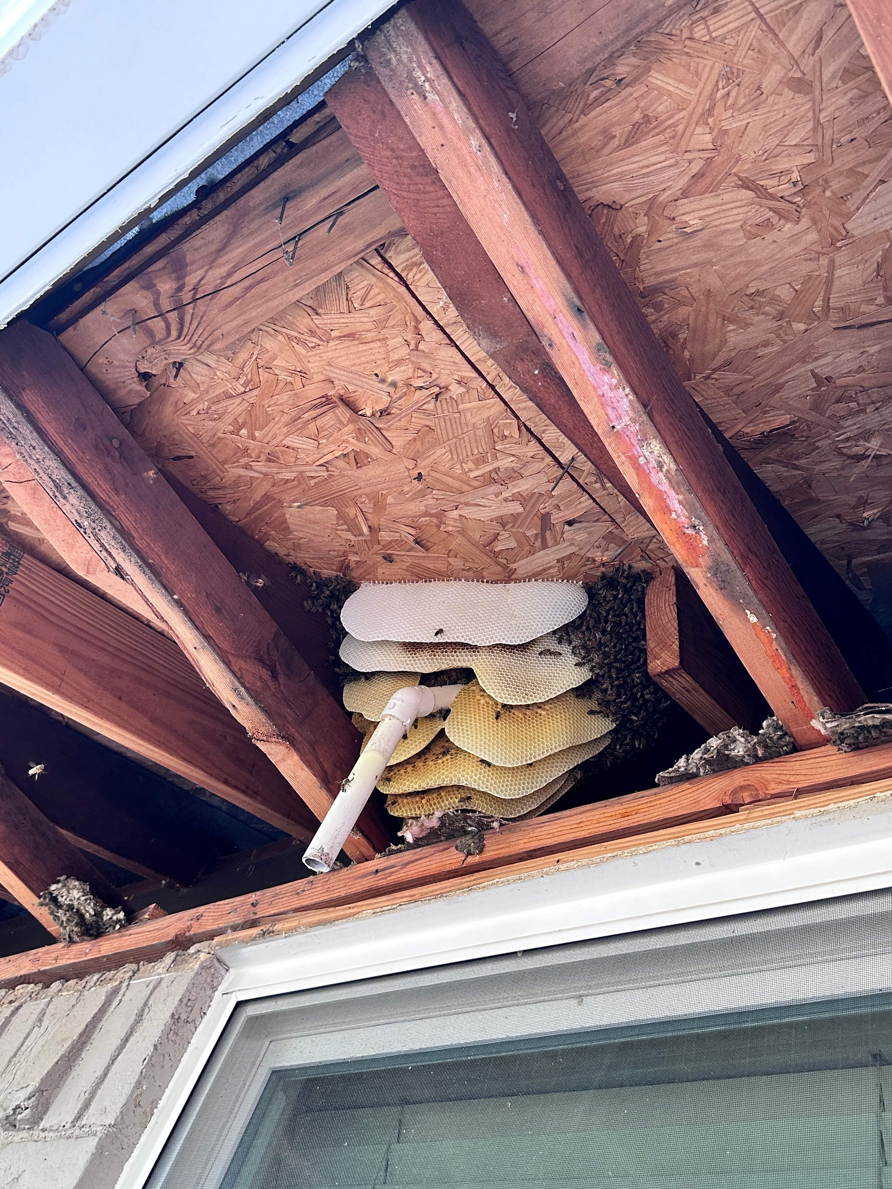 Show-and-Tell by Rockwall Honey Bee Company