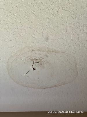 Mold Removal and treatment in Brandon, Florida