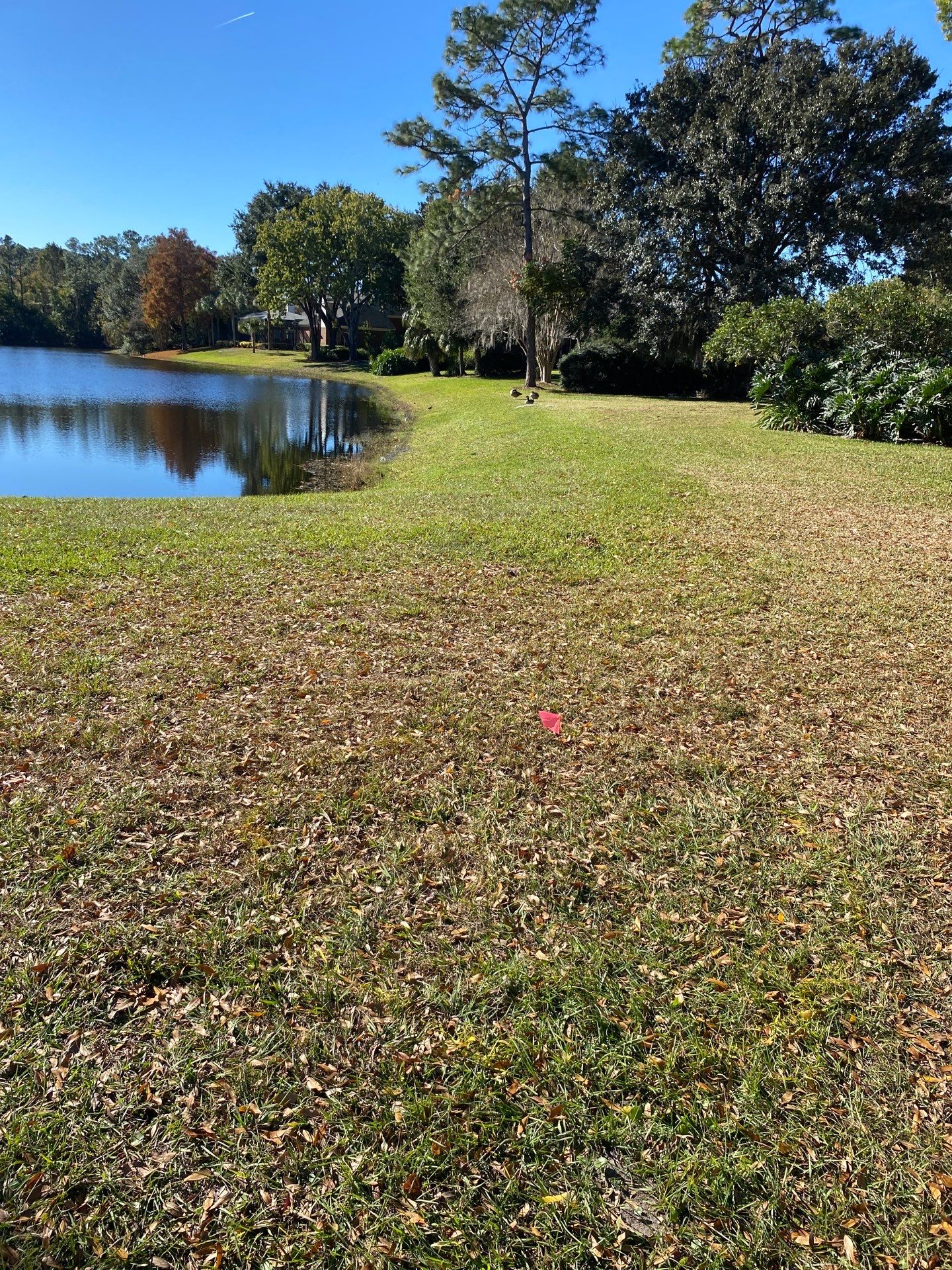 Deerwood Community | Oak Tree Replacement Project by ProGreen Services