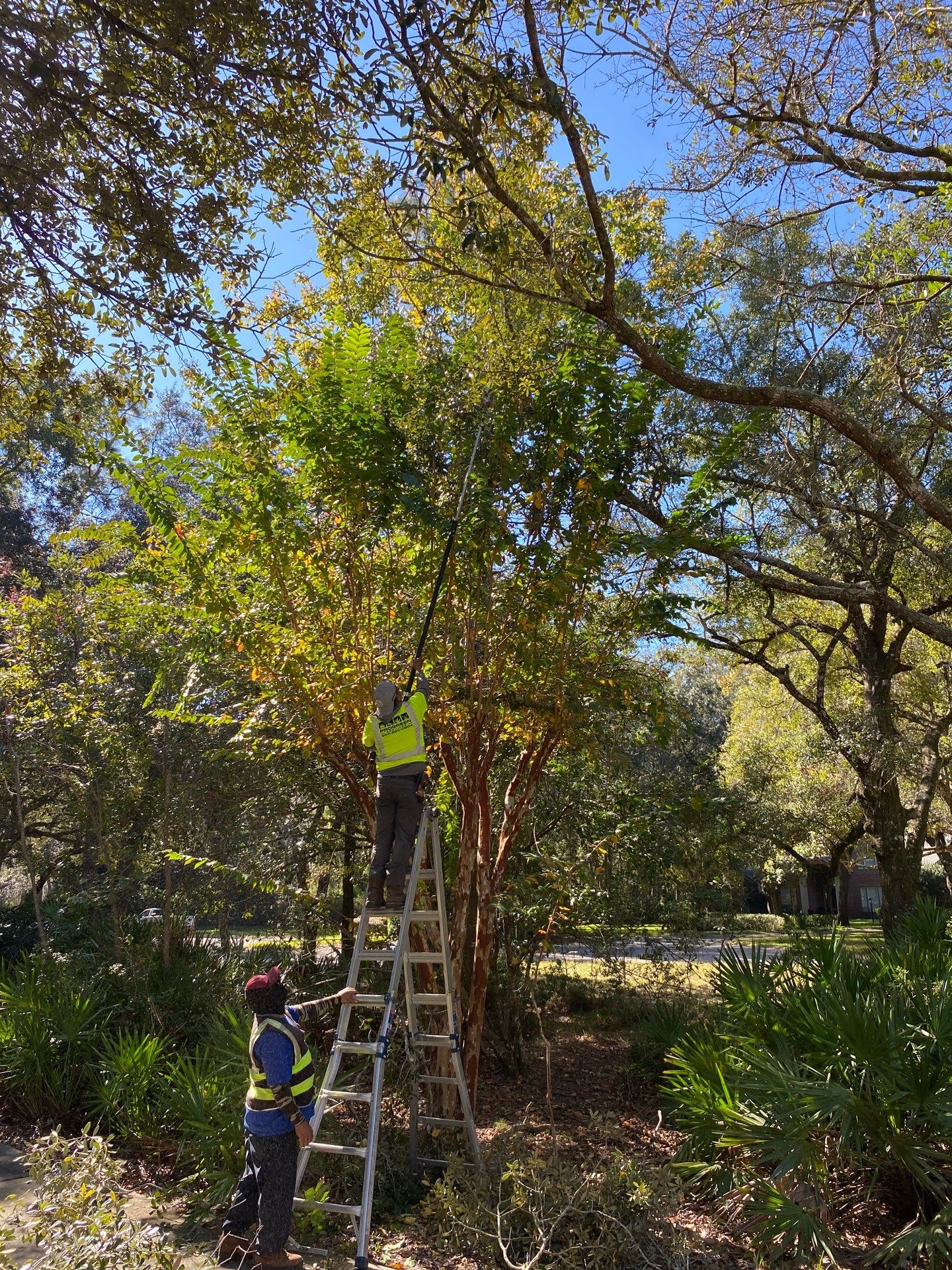 Deerwood Residence | Tree Work by ProGreen Services