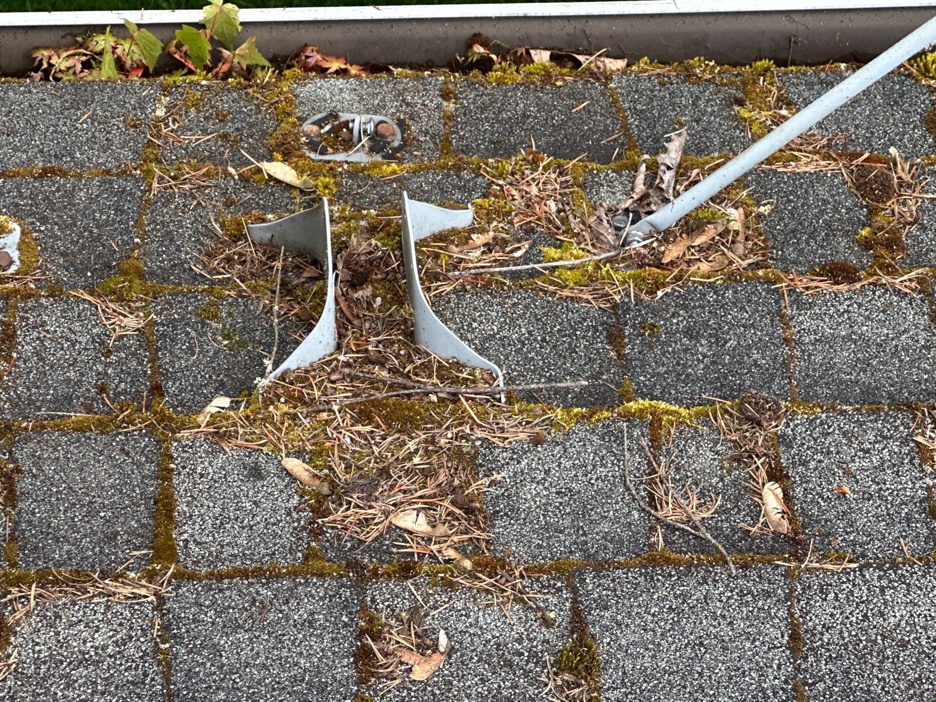 Softwashed in many Years back, and organic regrowth significant by DawnSky LLC