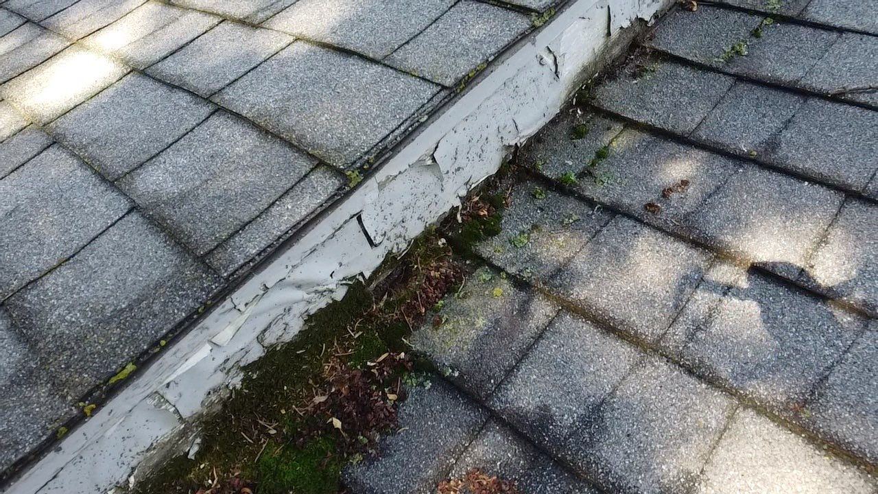 Soffit- End Squirrel entry by Abra Kadabra Pest And Wildlife 