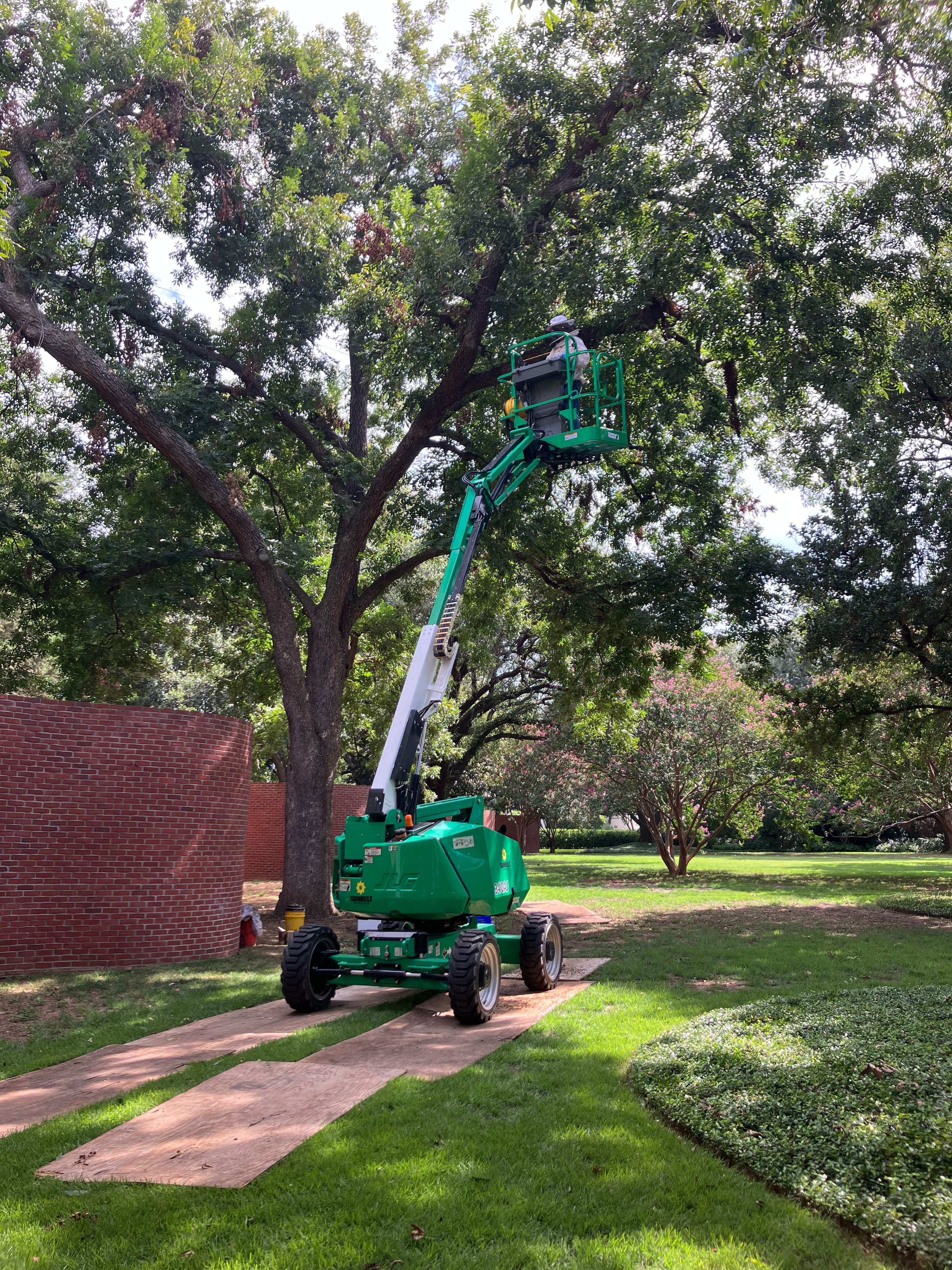 Open-Air Massive Colony by Rockwall Honey Bee Company