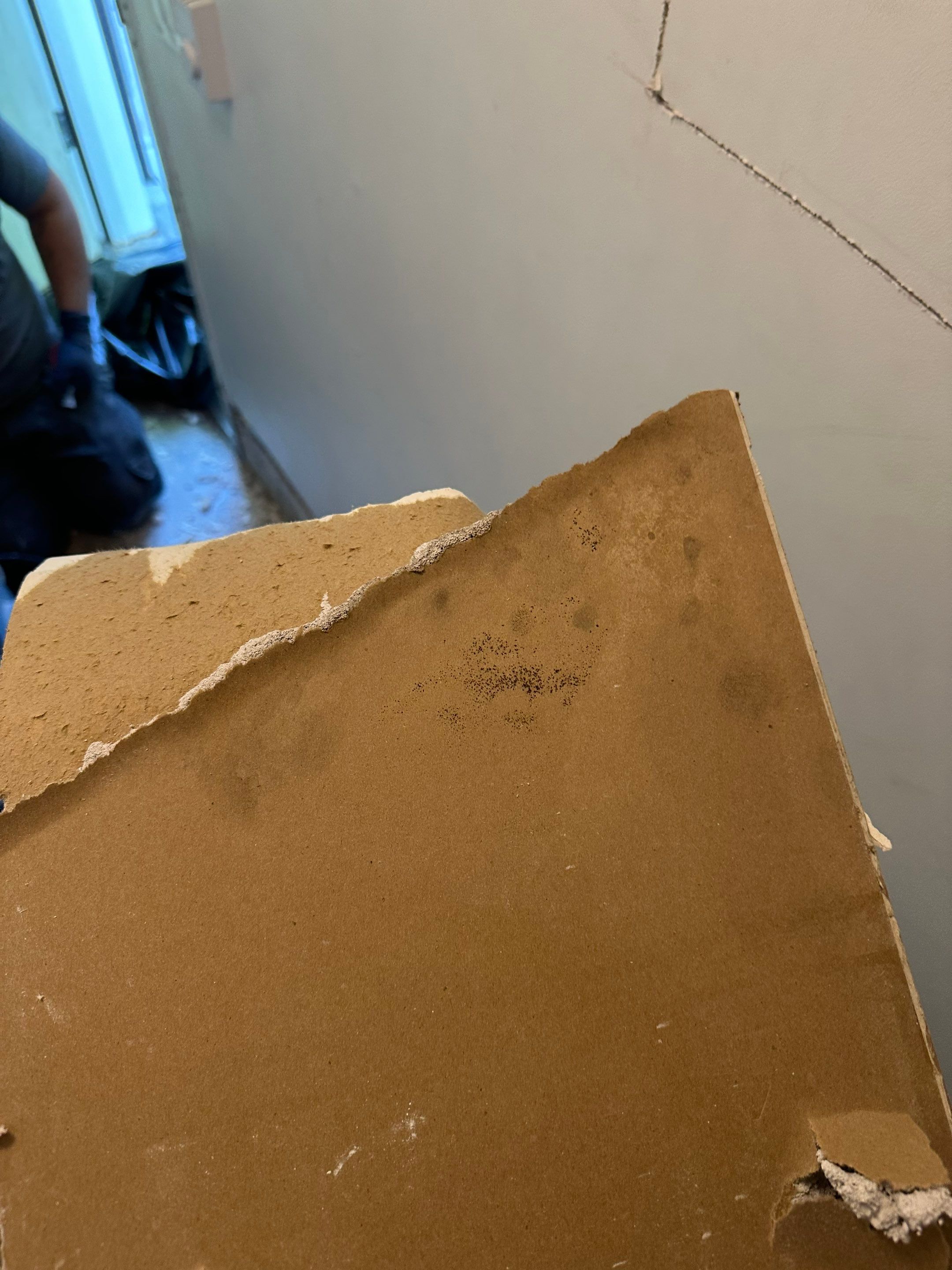 Water Damage in Denver, CO by Alpha Restoration 