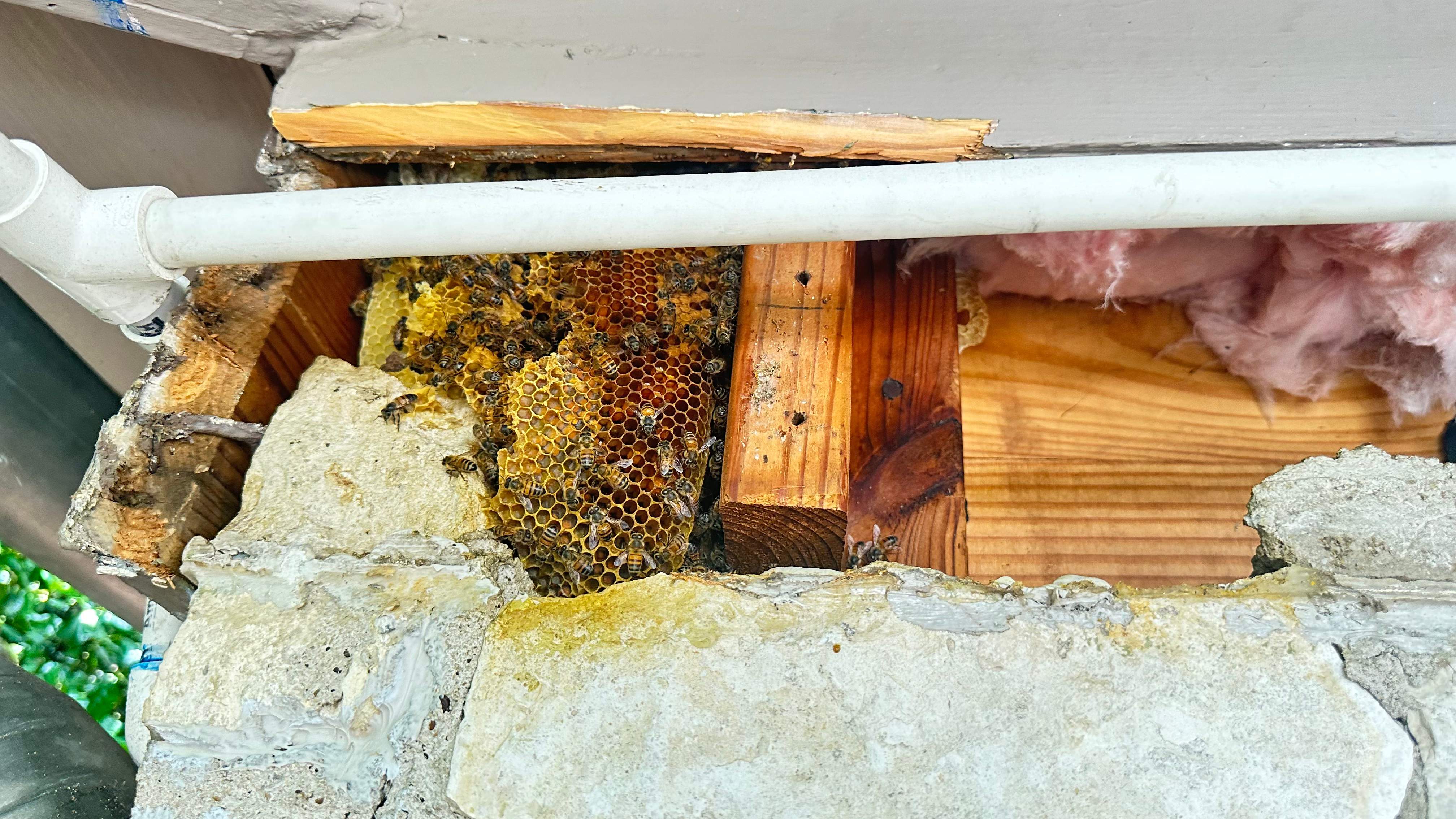 Unsealed Attic by Rockwall Honey Bee Company