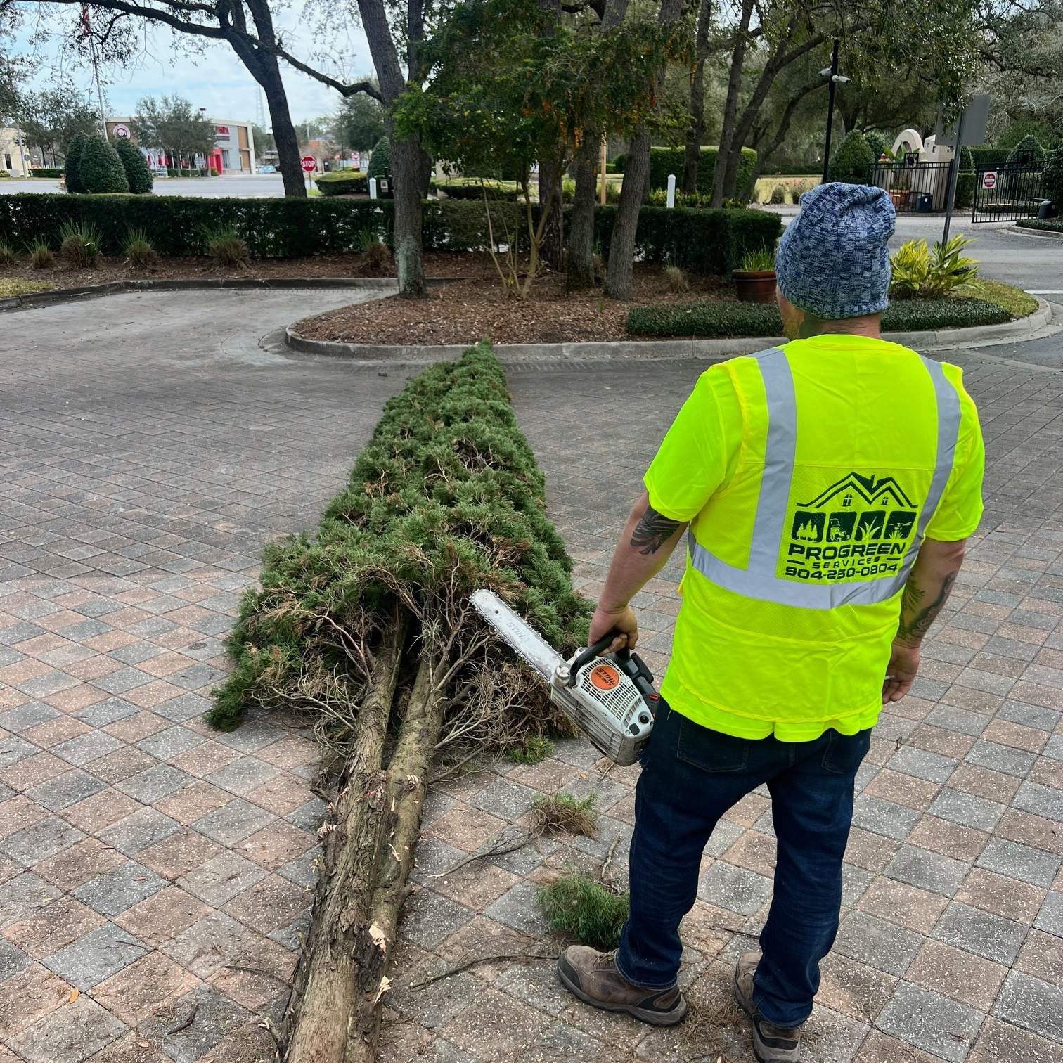 William's Walk | Italian Cypress Removal by ProGreen Services