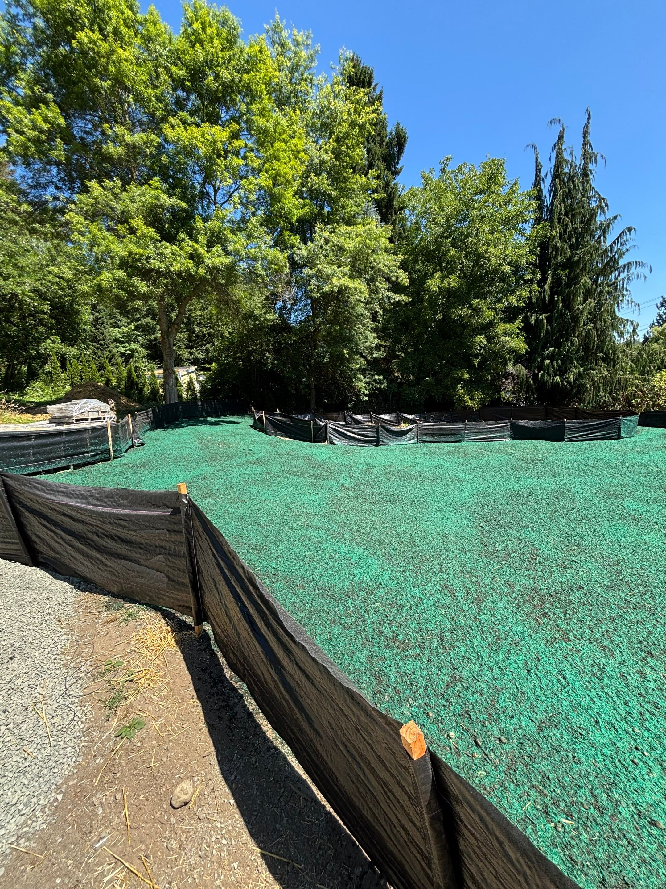 Maple Ave Renovation by Pacific Pine Landscape