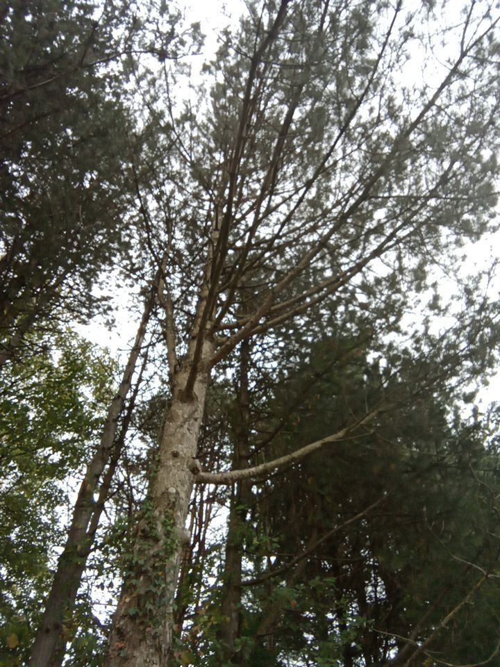 Tree Removal using Tree Removal by Mike Jones & Sons Tree Service LLC 