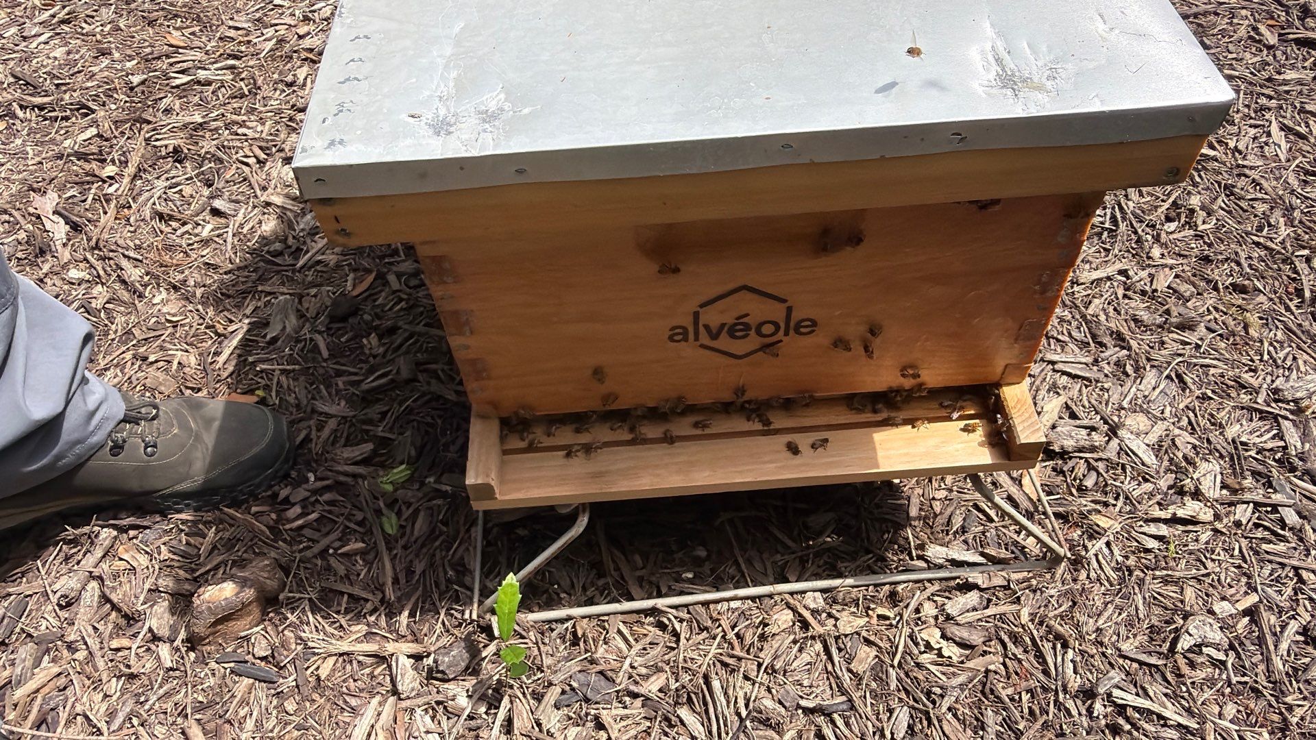 Apartment Retreat for Honey Bees in Garland by Rockwall Honey Bee Company