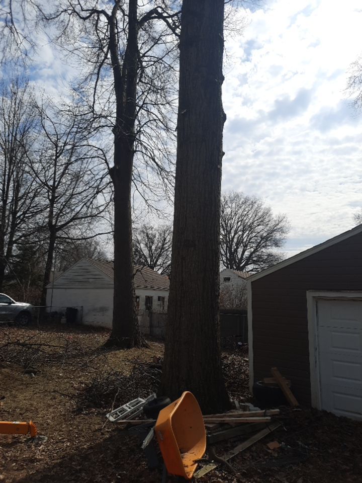 Tree Trimming using Tree Pruing by Mike Jones & Sons Tree Service LLC 