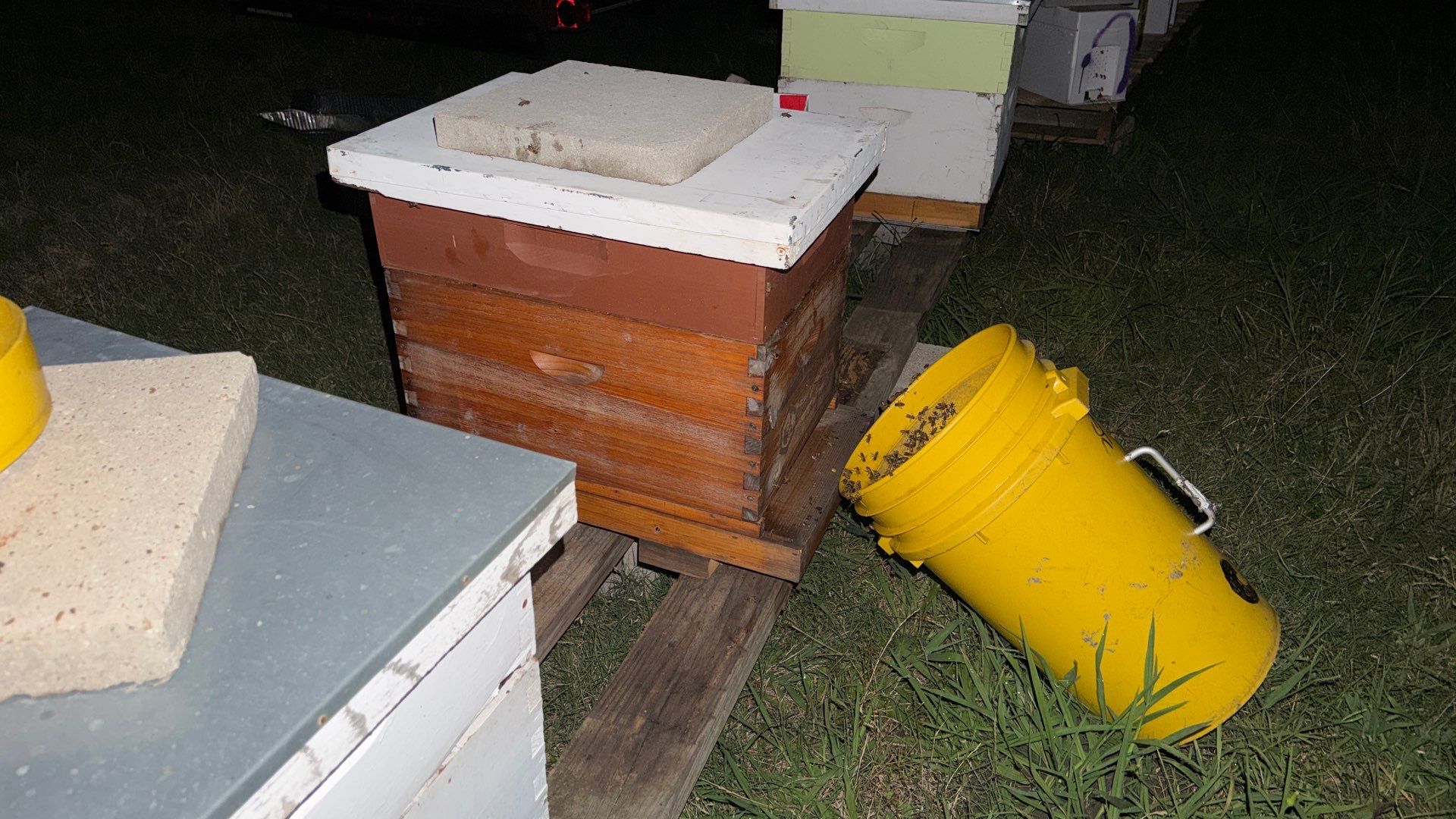 Kitchen ceiling bees by Rockwall Honey Bee Company