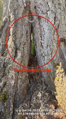 🌲 Trusty Showcase: Nurse-Stump Grown Douglas Fir with Elevated Root Flare – Sammamish, WA