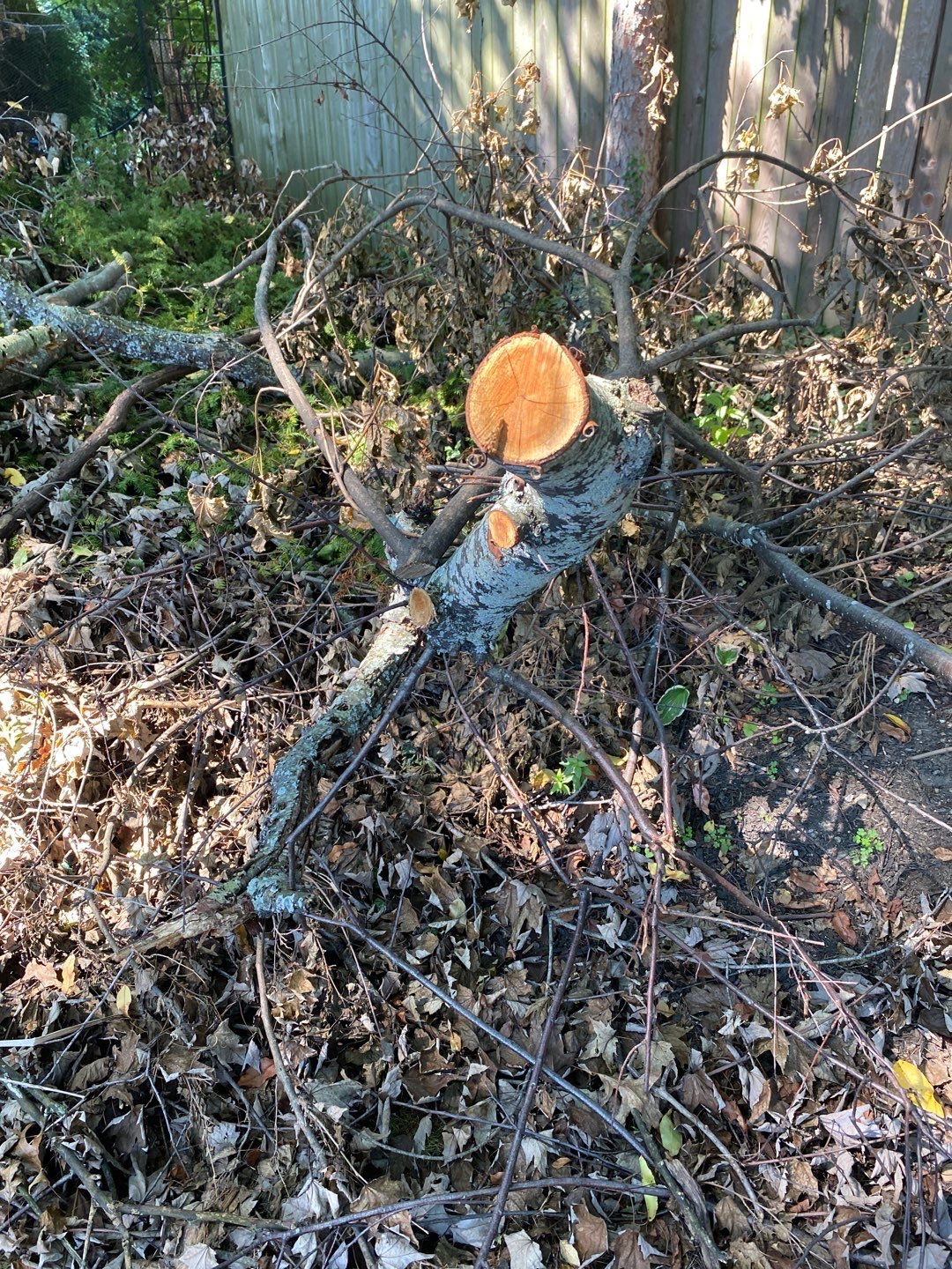 Storm Damaged Tree Removal  using Tree Removal by Mike Jones & Sons Tree Service LLC 