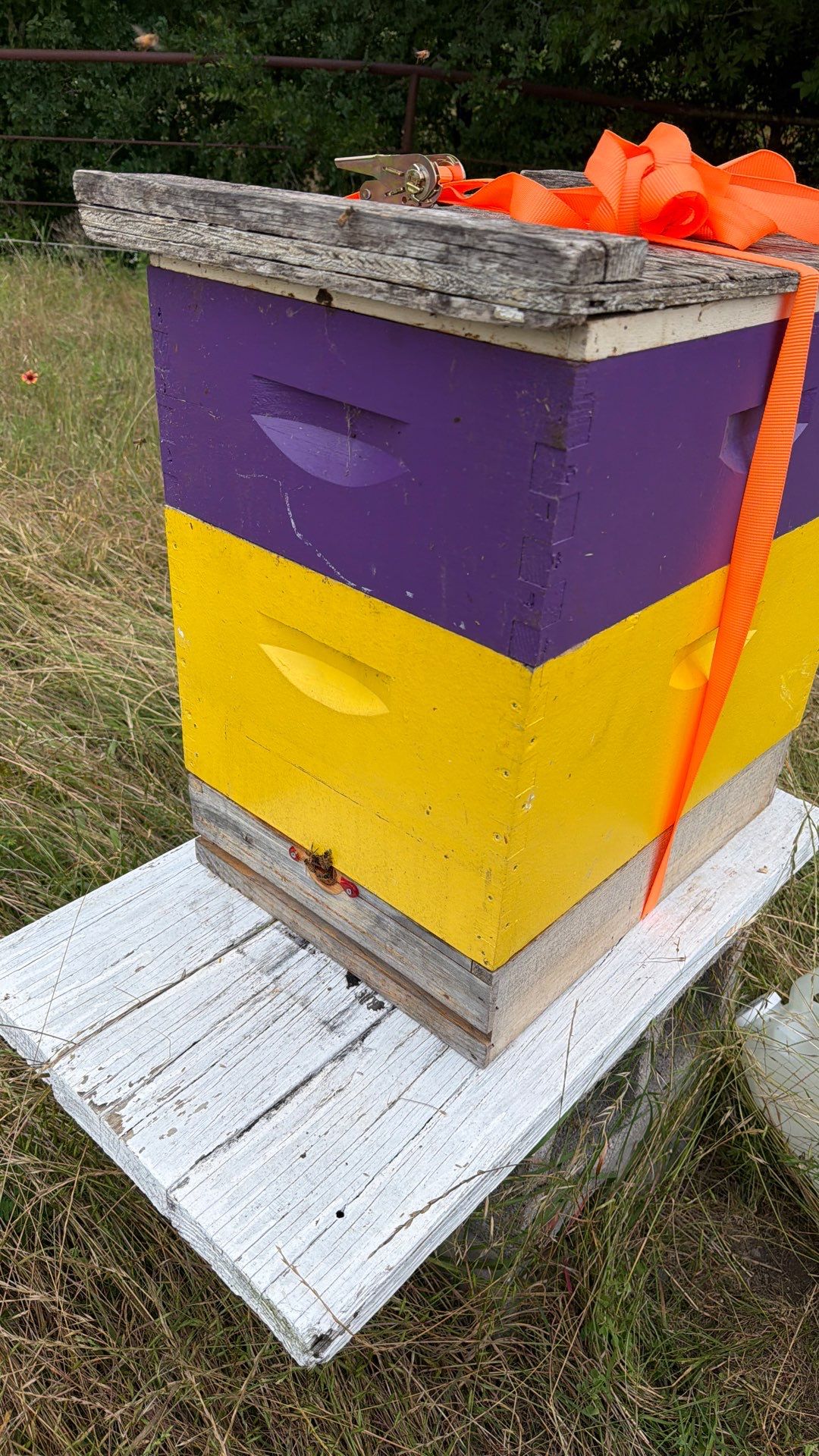Bees for Ag. Exemption in Heath by Rockwall Honey Bee Company