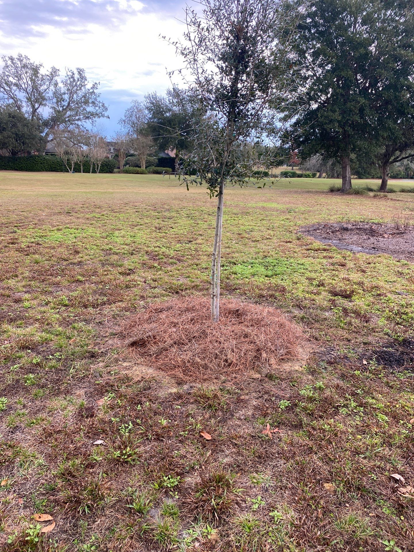Deerwood | Live Oak Planting Project  by ProGreen Services