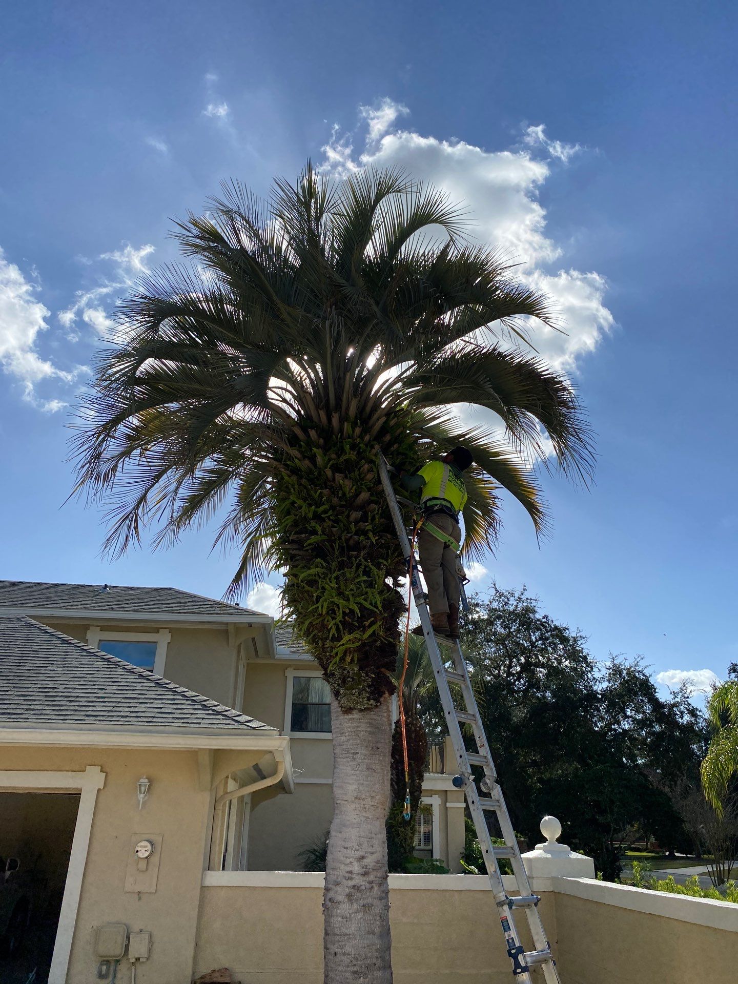 Deerwood Resident | Tree Removal & Palm Trimming by ProGreen Services