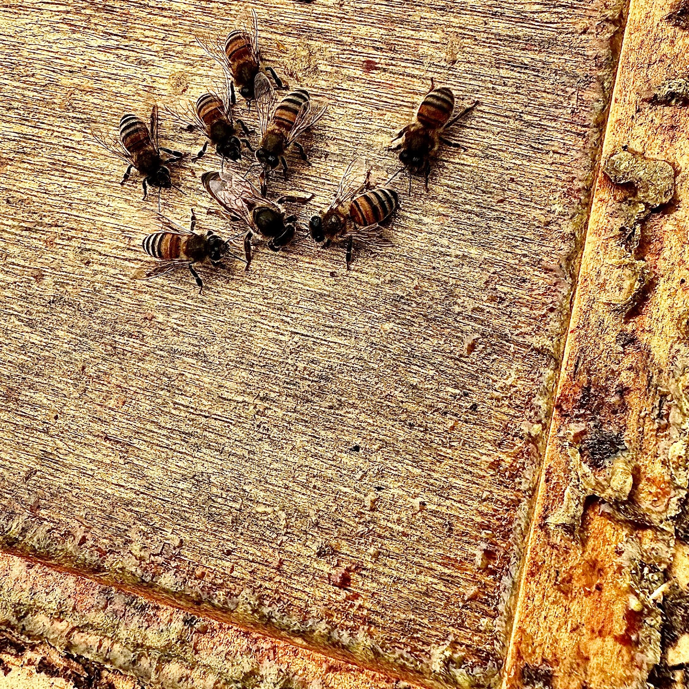 Rabbit Ridge Apiary by Rockwall Honey Bee Company