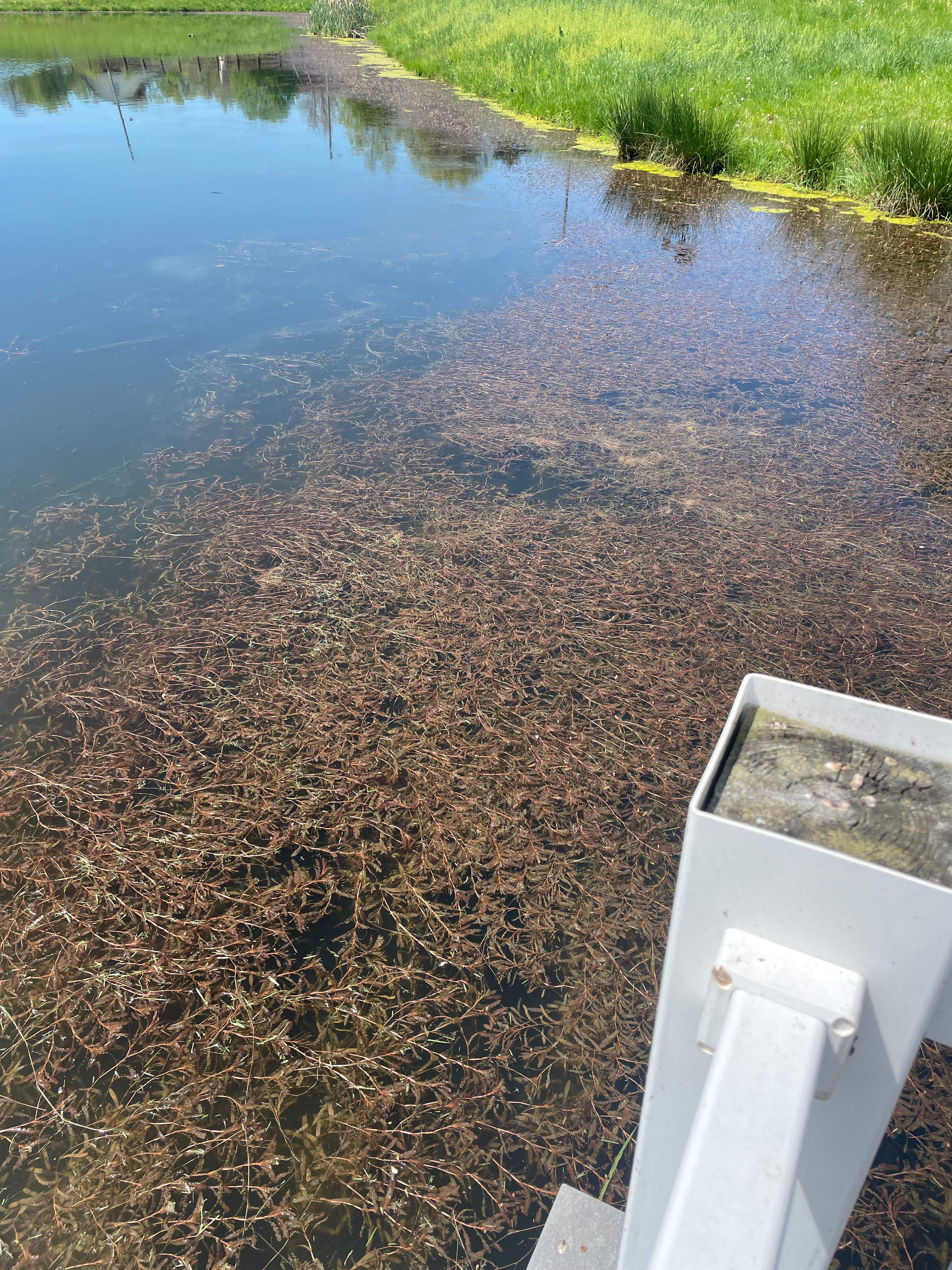Maas Project by  Bellus Aquatic Solutions