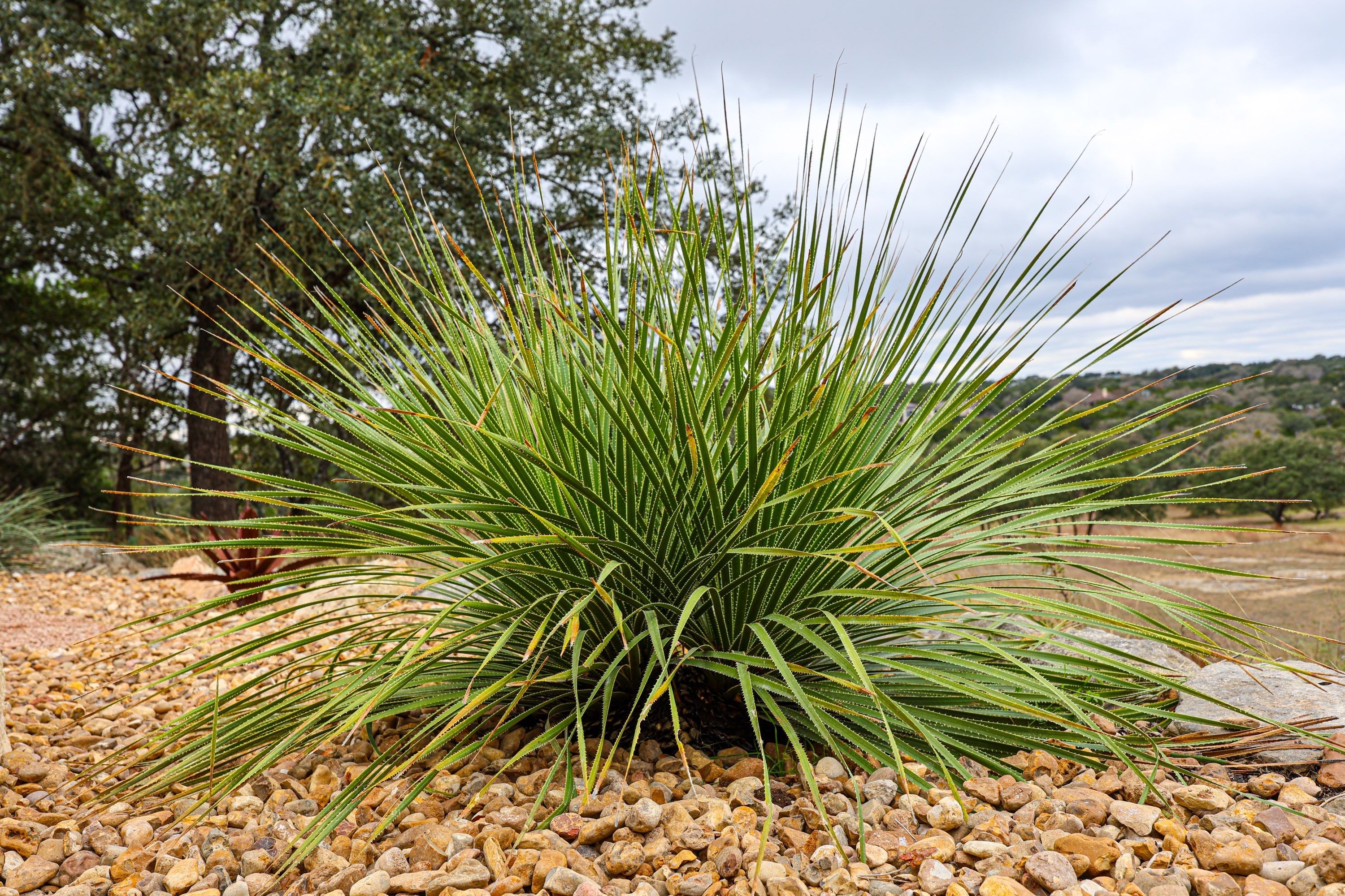 Cordillera Ranch, Boerne Tx. by Hole In One Lawns, LLC