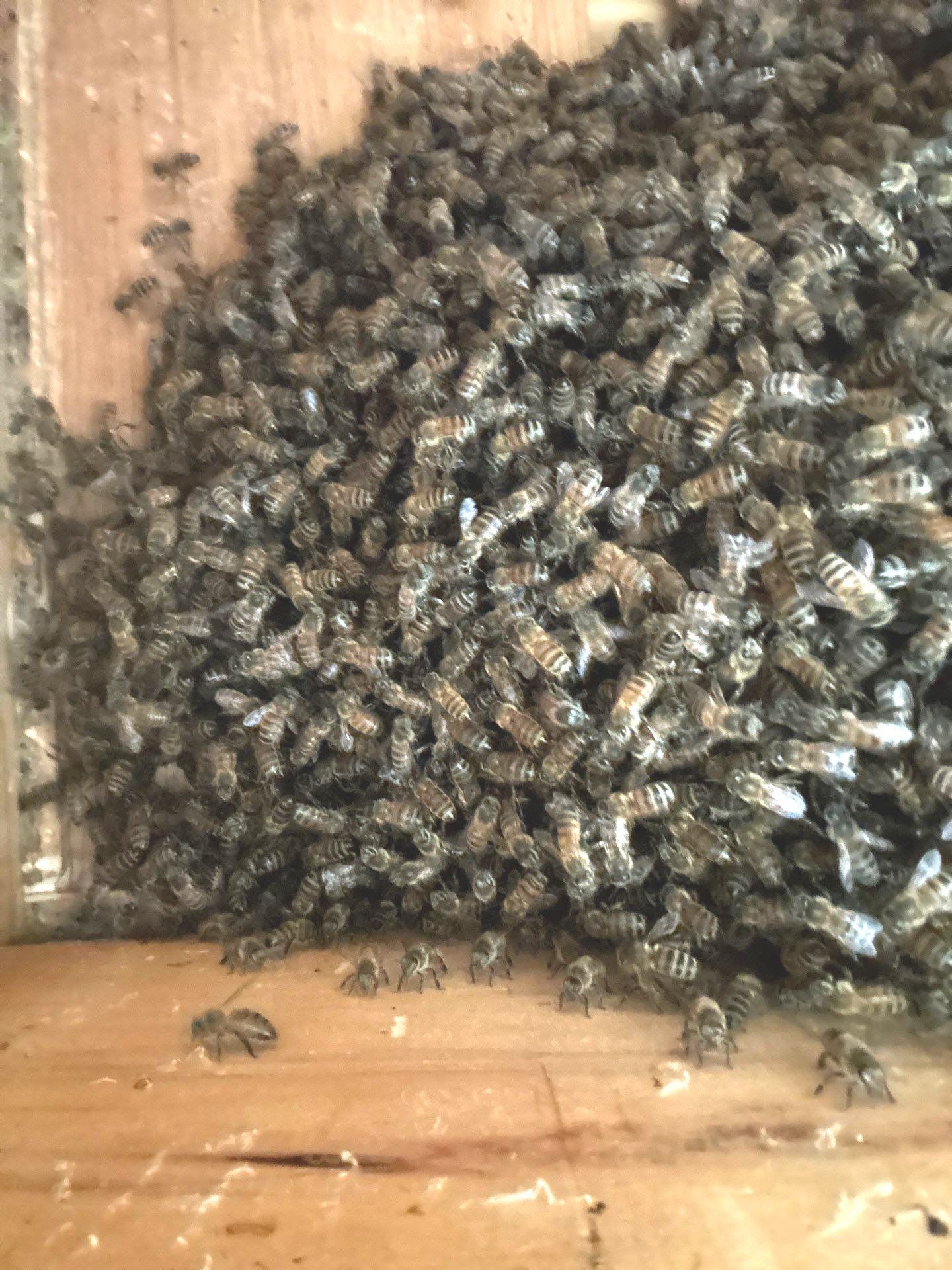 Frisco Corporate HQ by Rockwall Honey Bee Company