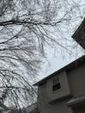 Tree Removal using Tree Removal by Mike Jones & Sons Tree Service LLC 