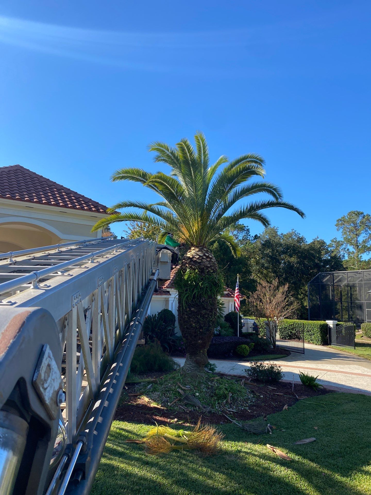 Deerwood Resident | Palm Trimming & Ground Cover by ProGreen Services