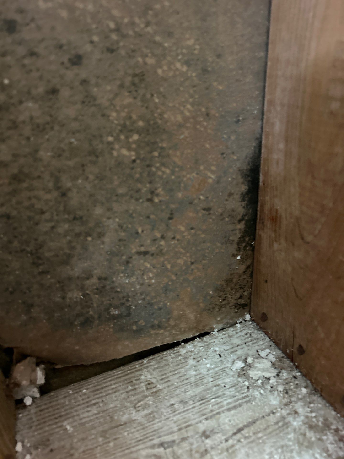 Black Mold Removal In Venice Florida by Ampm Restoration Services