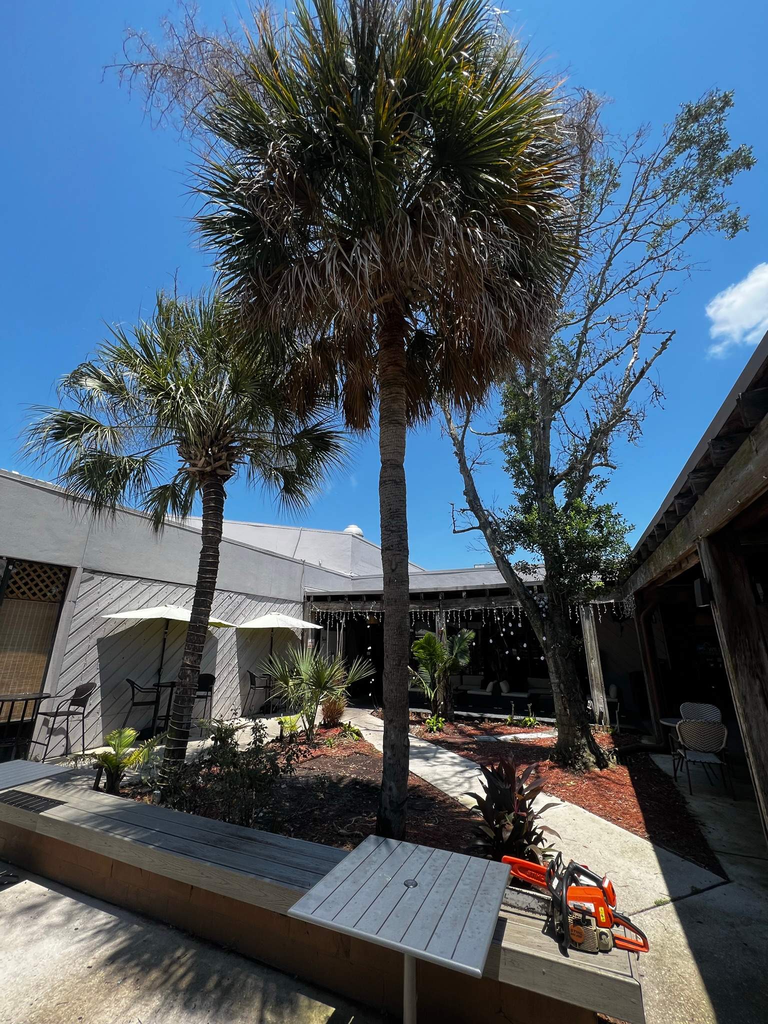 Palm Tree Trimming | Planet Fitness by ProGreen Services
