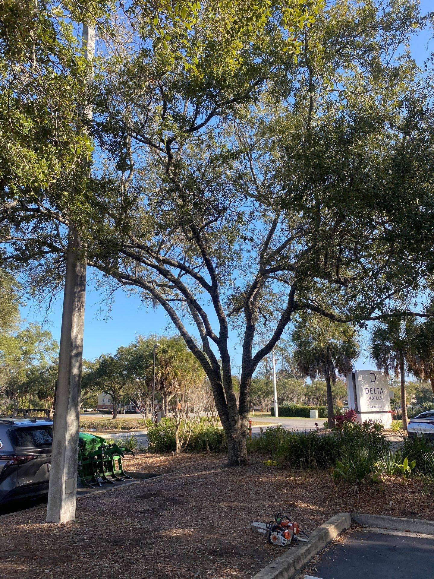 Marriott Hotel | Tree Trimming & Removal by ProGreen Services