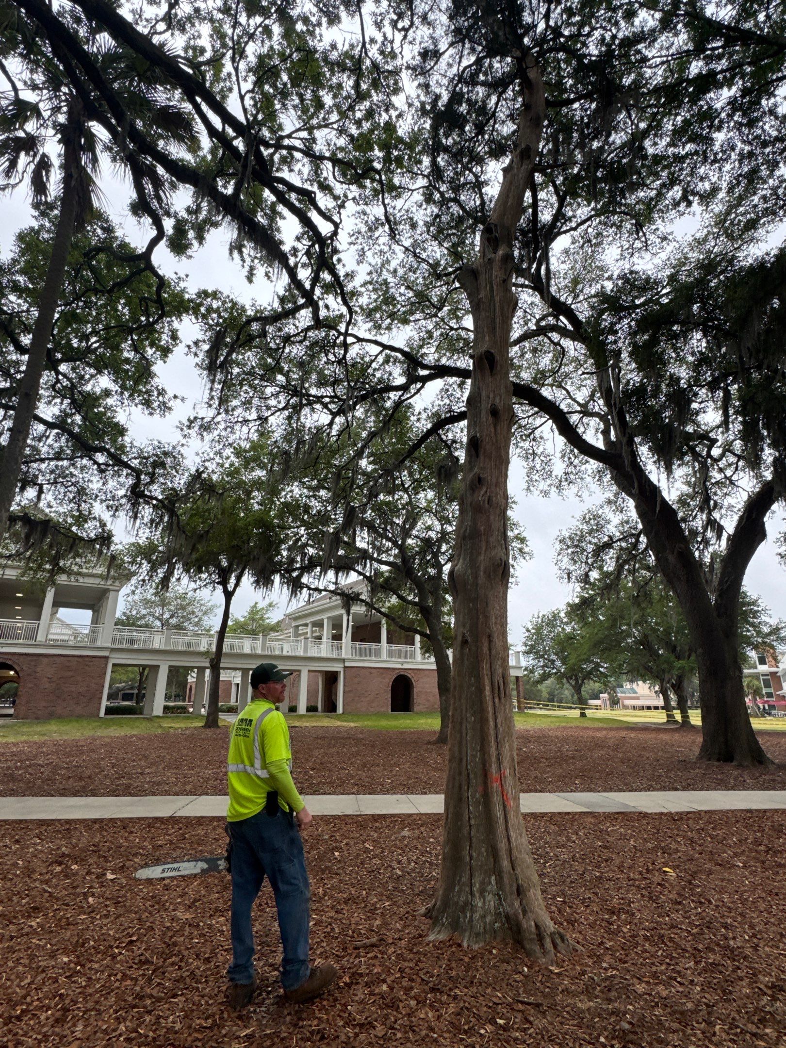 Episcopal School of Jacksonville | Tree Service by ProGreen Services