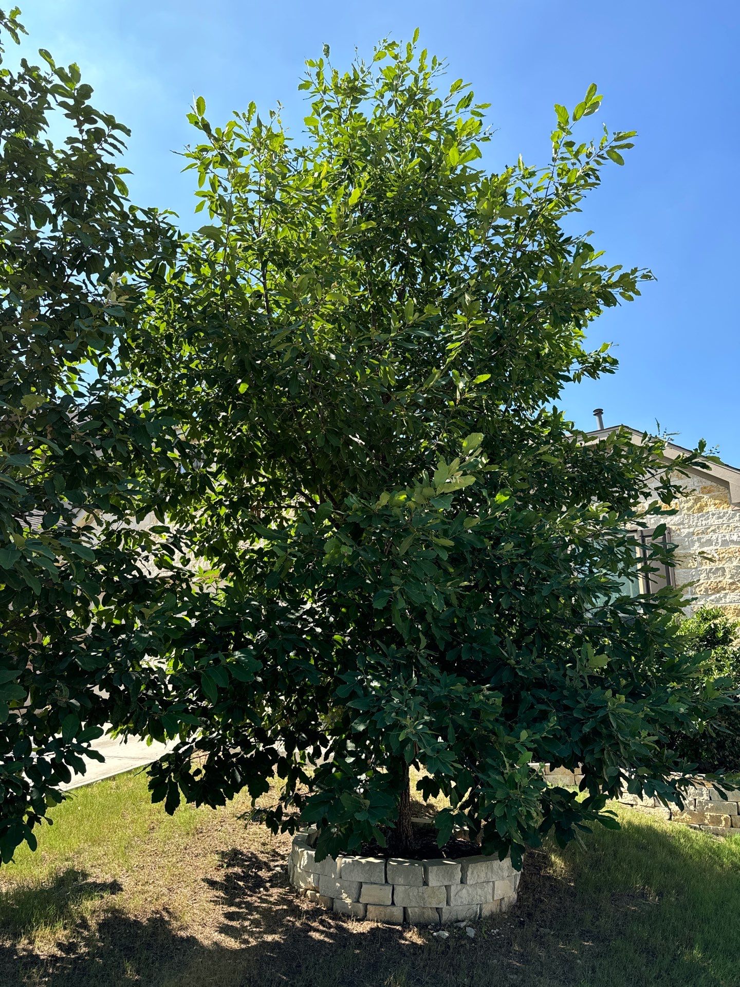 Wortham Oaks - San Antonio, TX by Hole In One Lawns, LLC