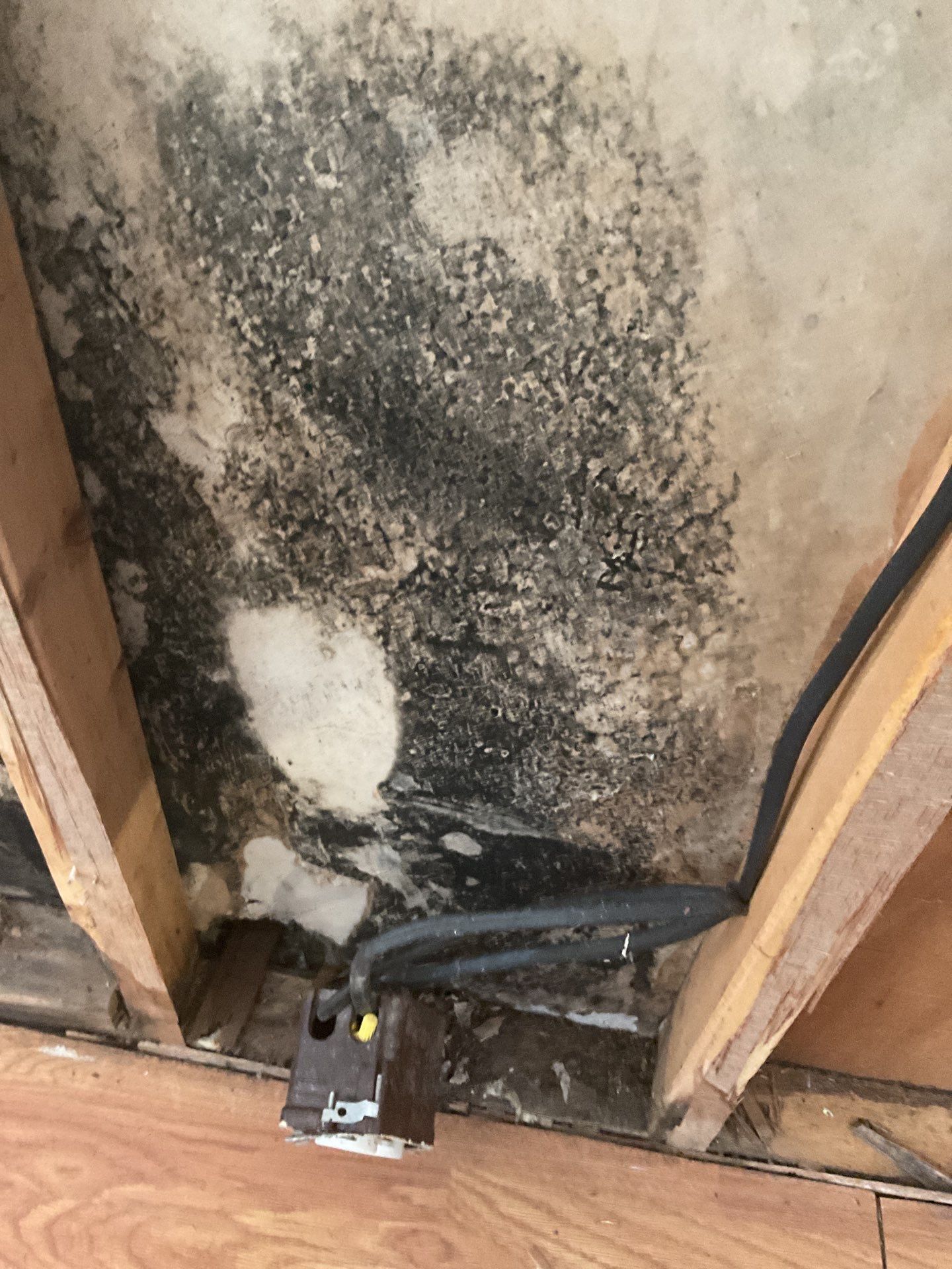 Mold Inspection And Repair In Bradenton by Ampm Restoration Services