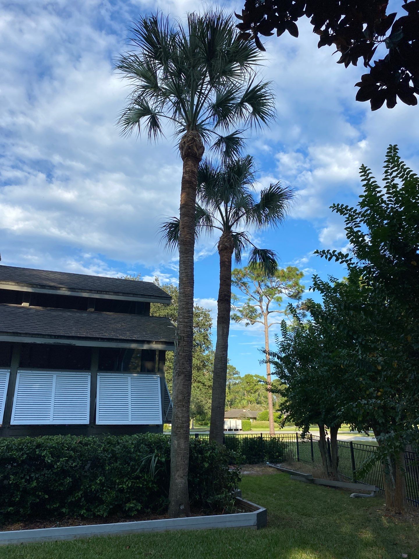 Deerwood Resident | Palm Tree Trimming by ProGreen Services