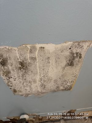 mold