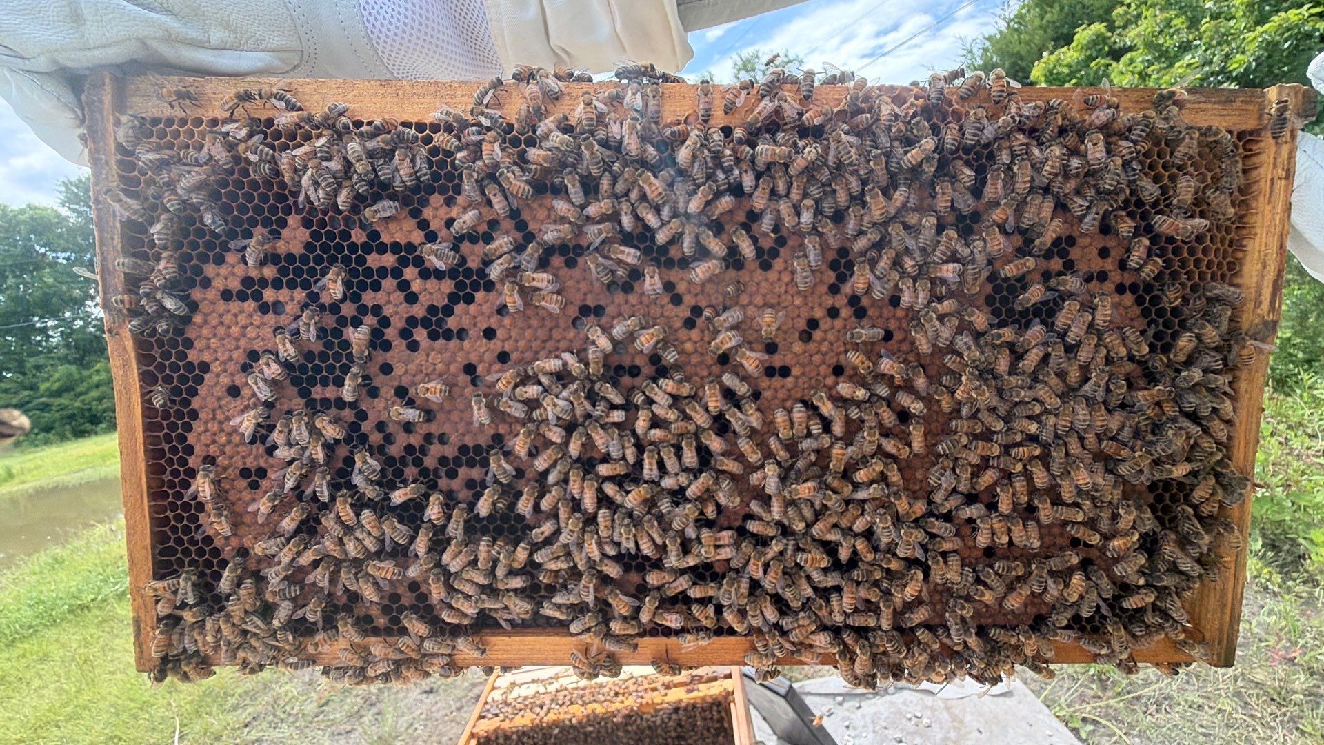 Hometown New Beek by Rockwall Honey Bee Company