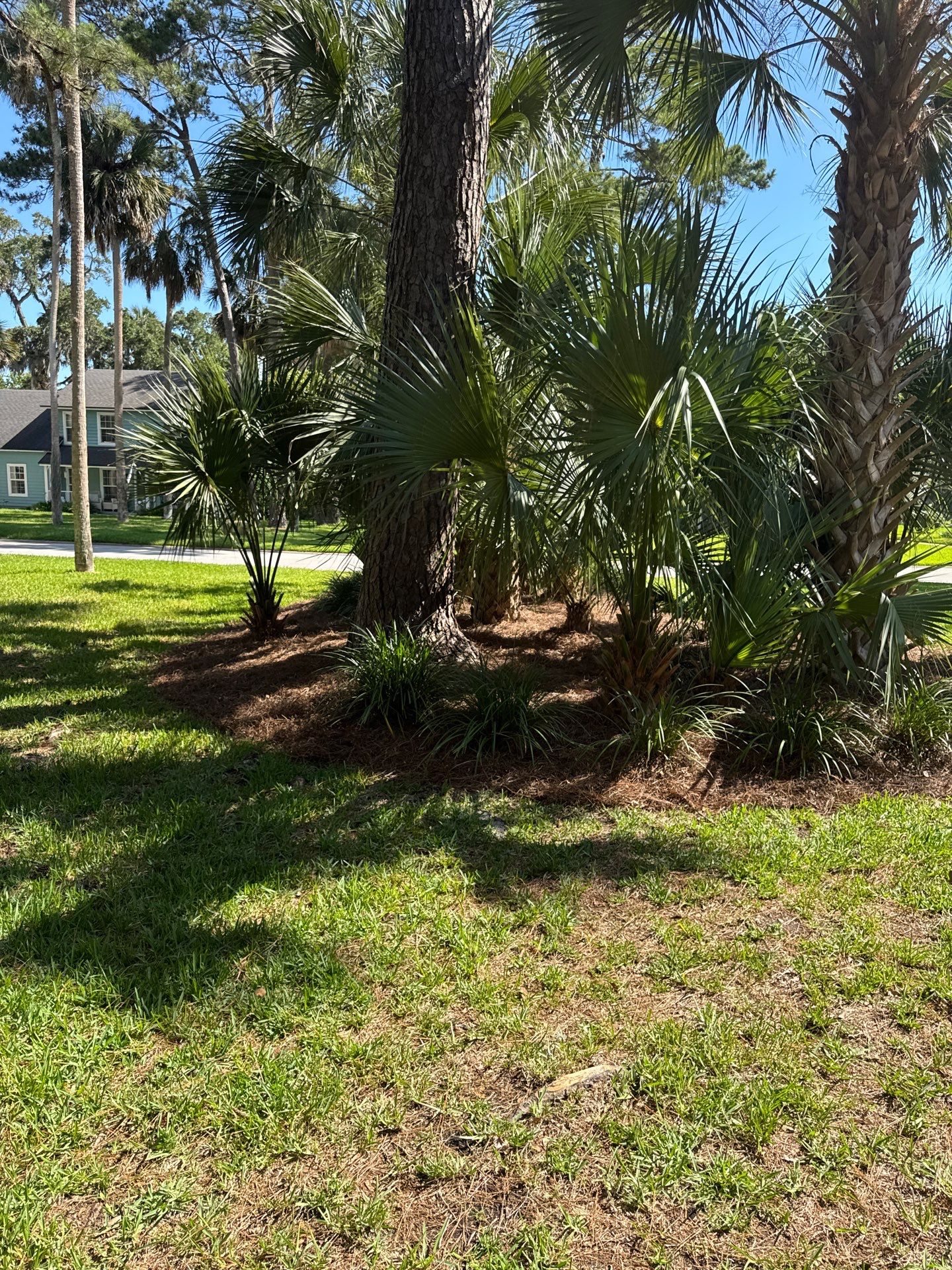 Residential | Pine Straw Install by ProGreen Services