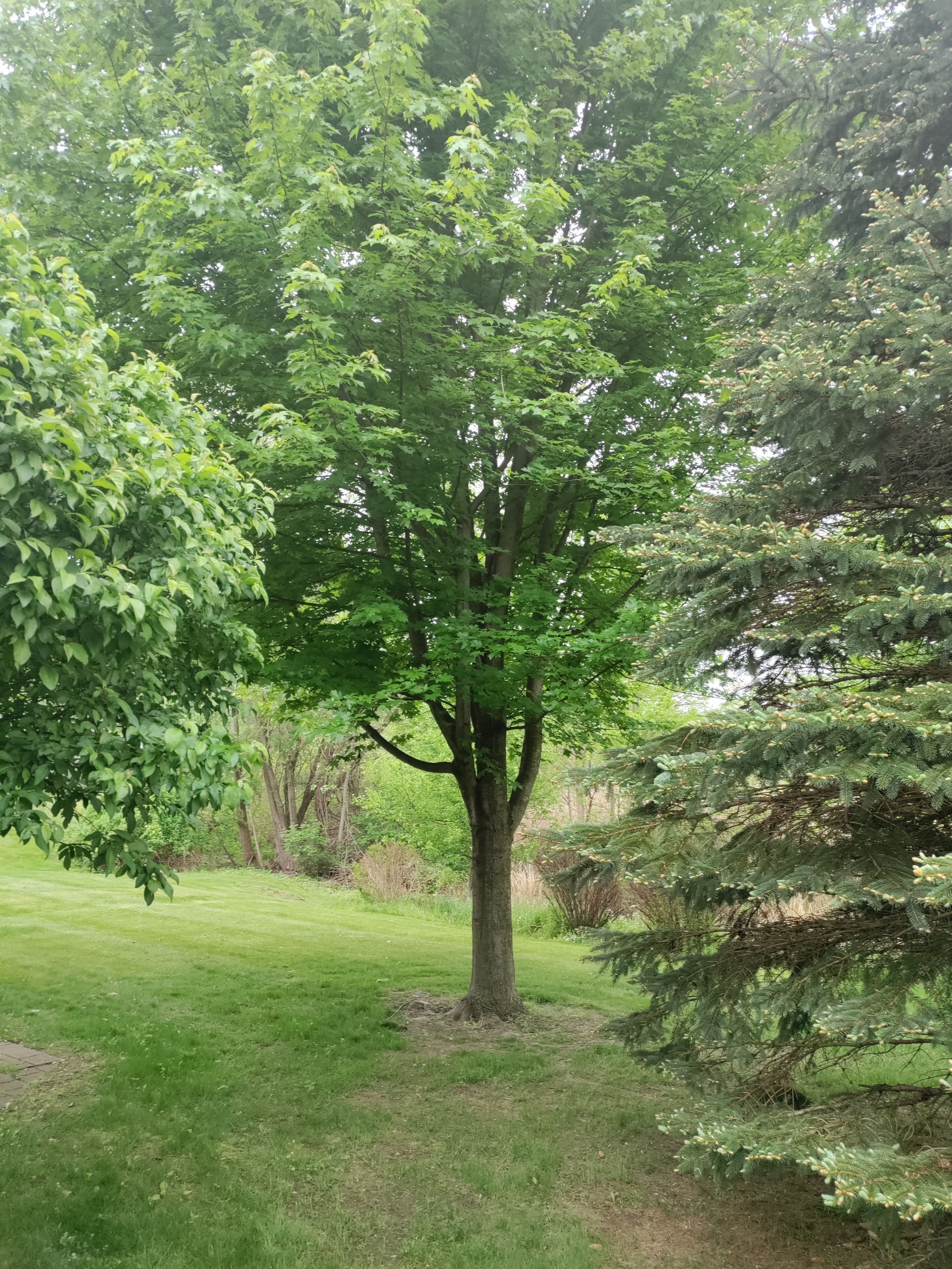 Tree Removal using Tree Removal by Mike Jones & Sons Tree Service LLC 