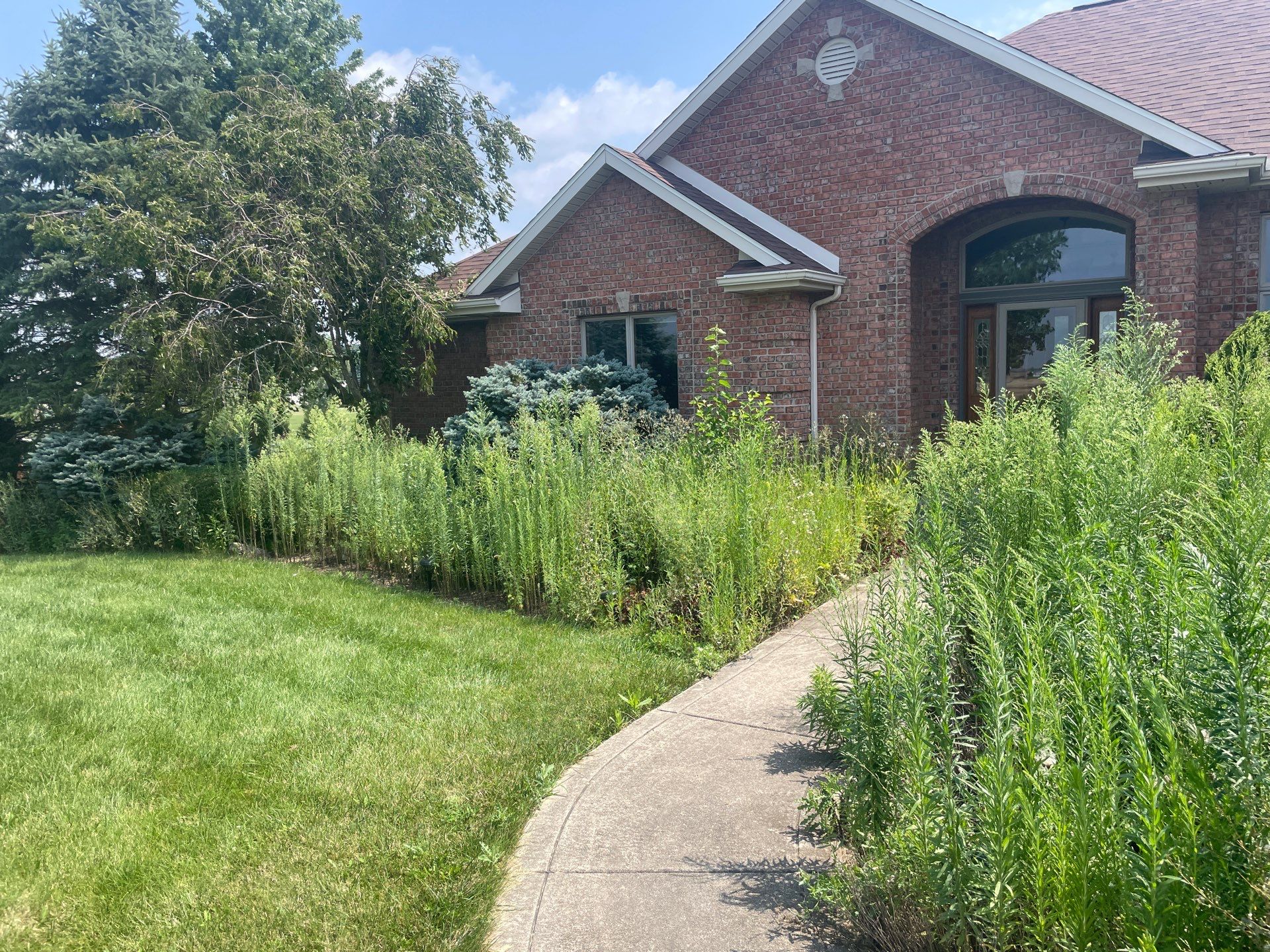 Overgrowth Takeover by Carrs lawn and landscape