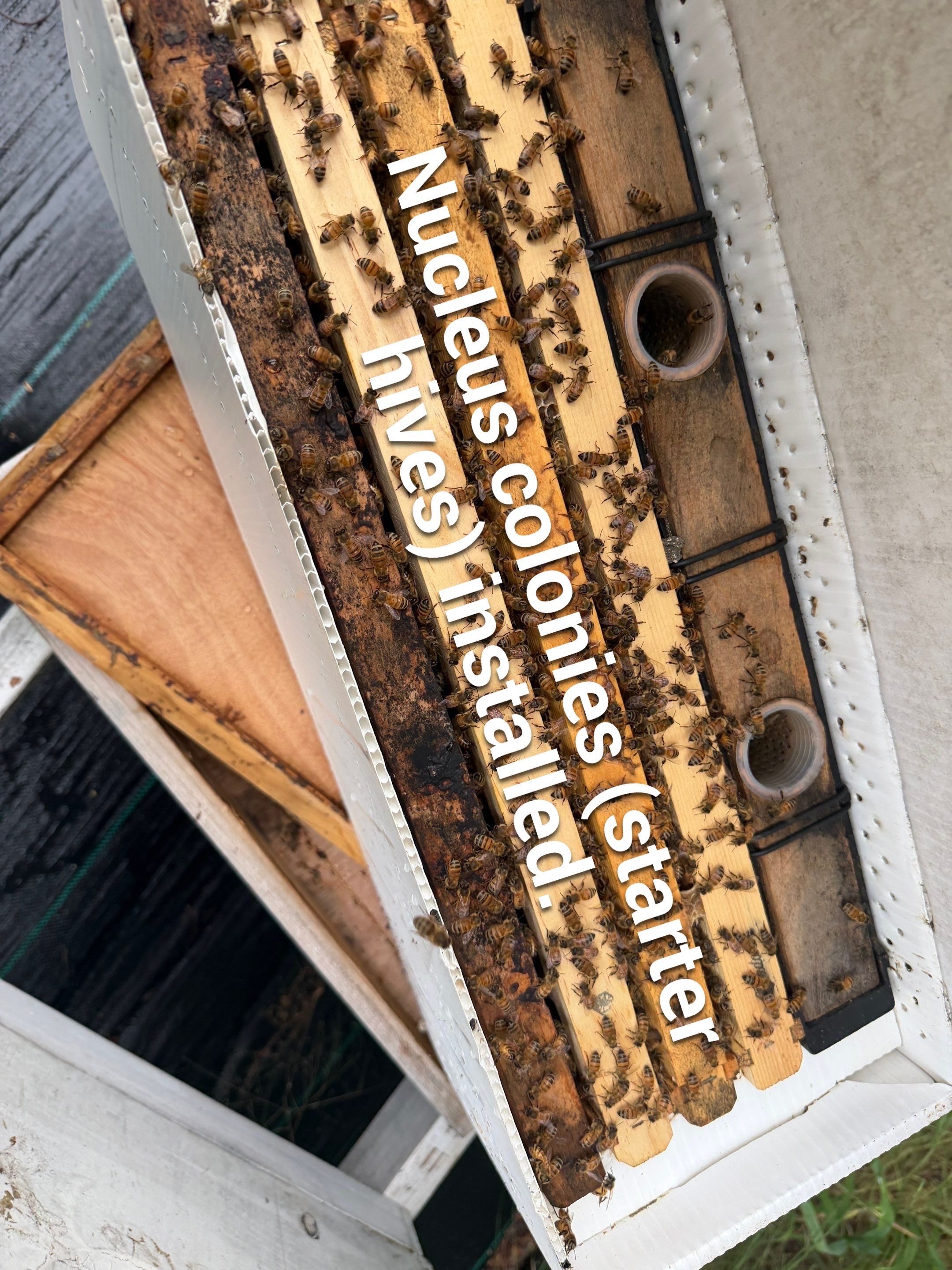 Rustic Grace Apiary in Van Alstyne, TX by Rockwall Honey Bee Company
