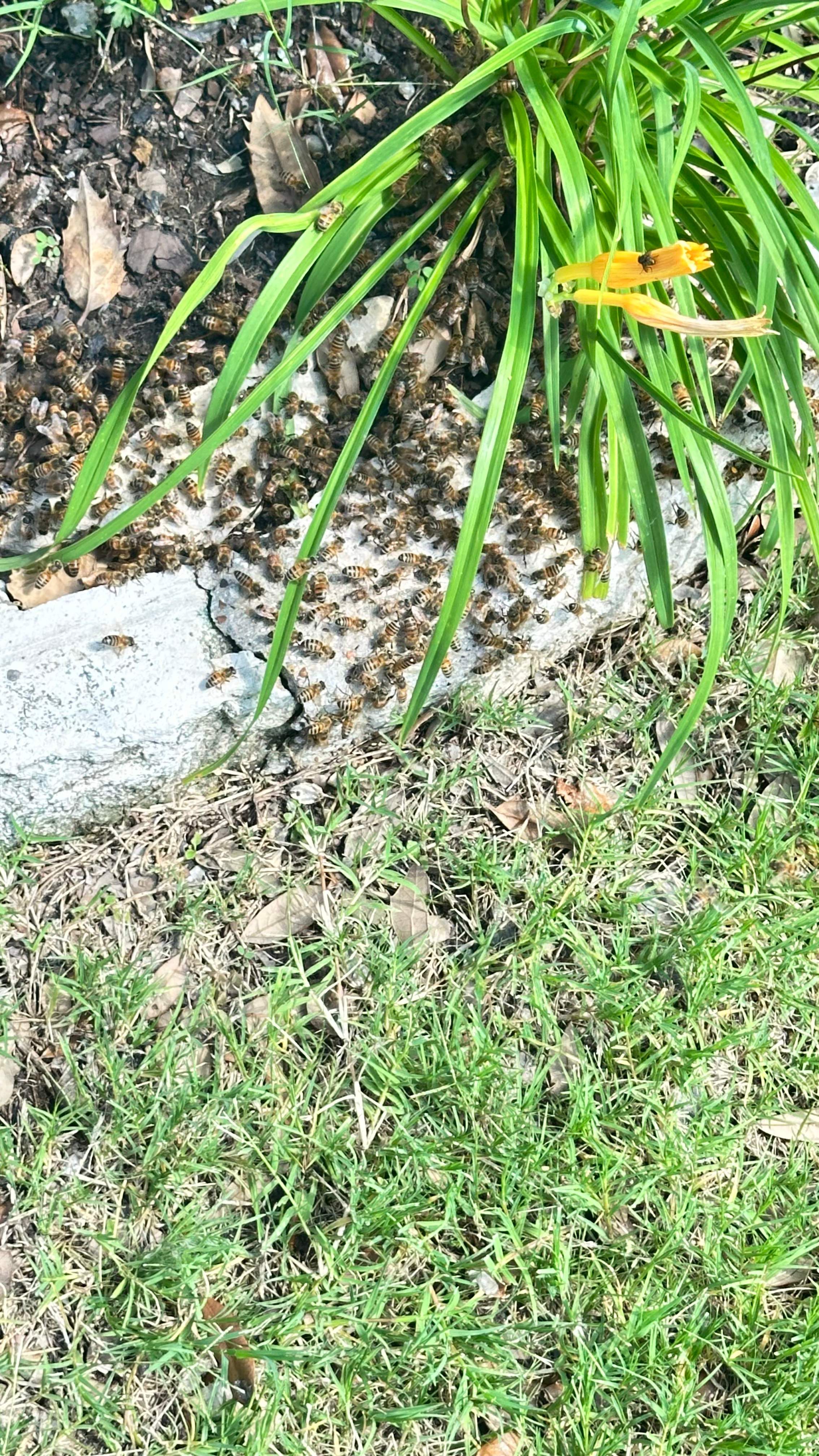 Irrigation Box by Rockwall Honey Bee Company