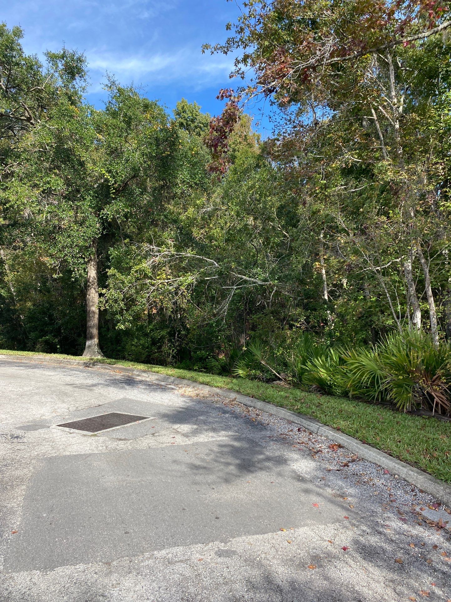 Tree & Palm Trimming | Commercial Property by ProGreen Services