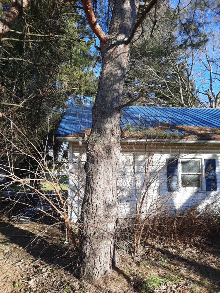 Storm Damaged Tree Removal  using Tree Removal by Mike Jones & Sons Tree Service LLC 