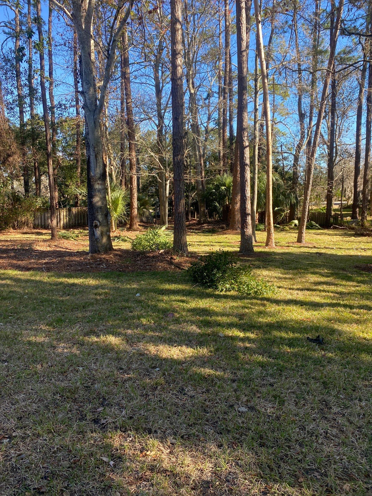 Deerwood Resident | Tree Removal & Clean-Up by ProGreen Services