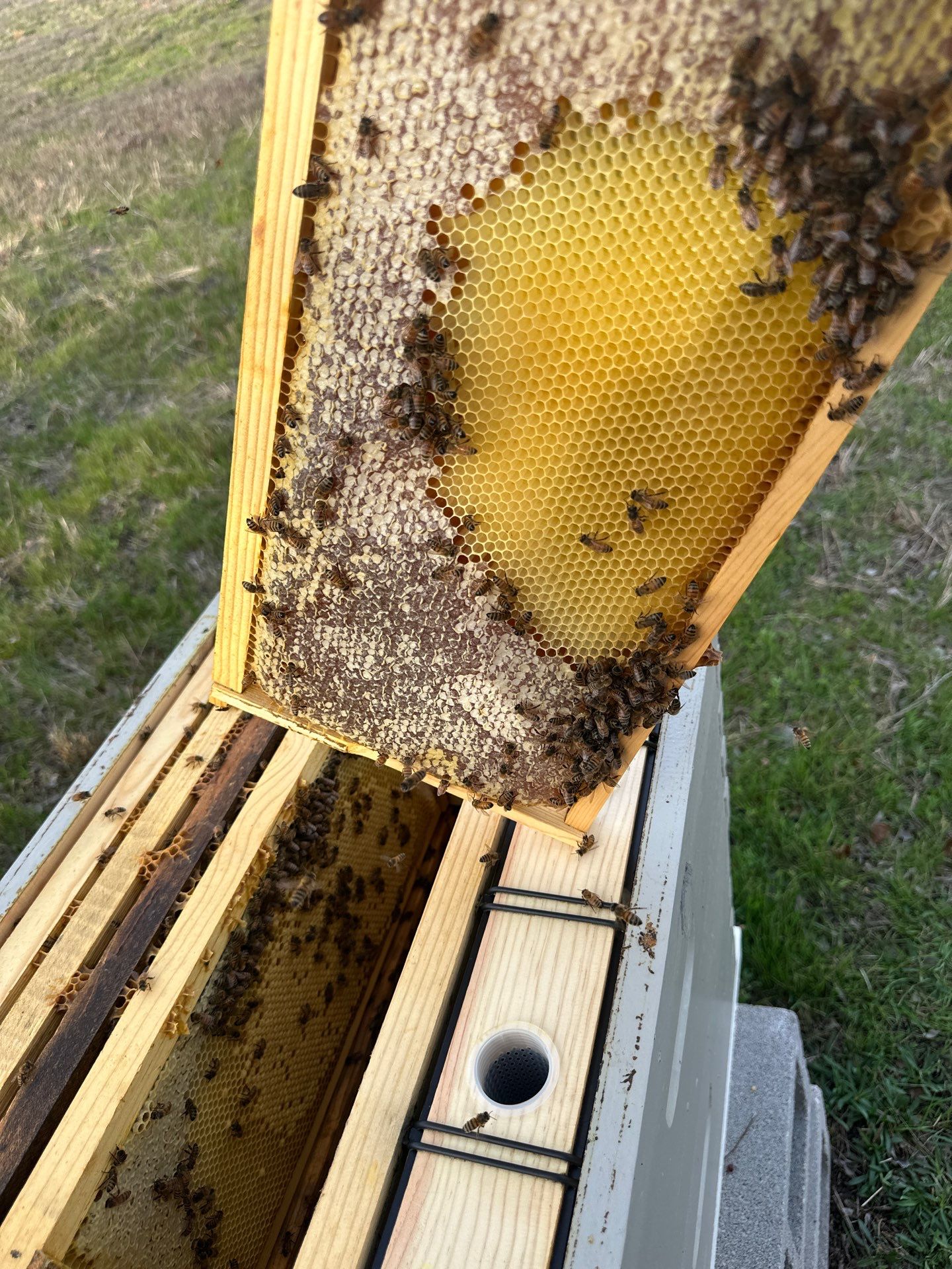 Honey-Maker Apiary in Greenville by Rockwall Honey Bee Company