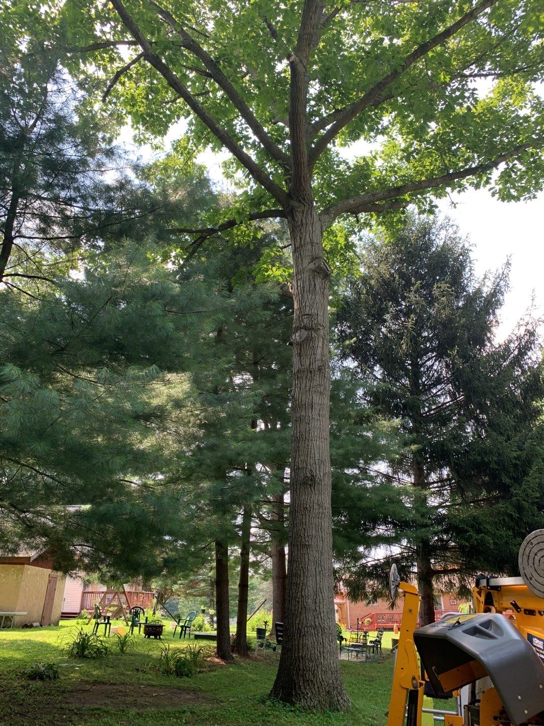 Tree Trimming & Tree Removal in Akron Ohio by Mike Jones & Sons Tree Service LLC 