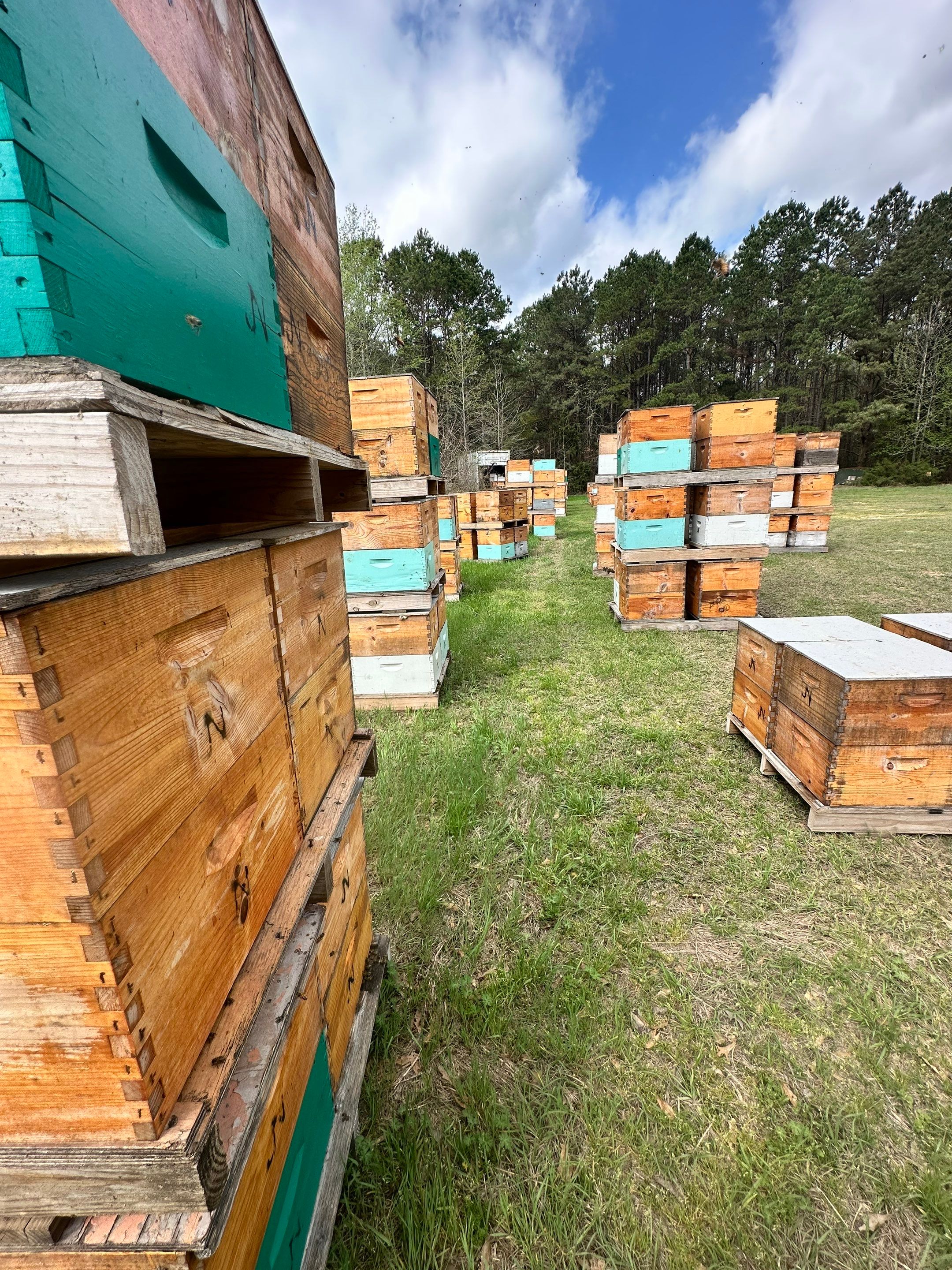 BeeGirl ETX HQ by Rockwall Honey Bee Company