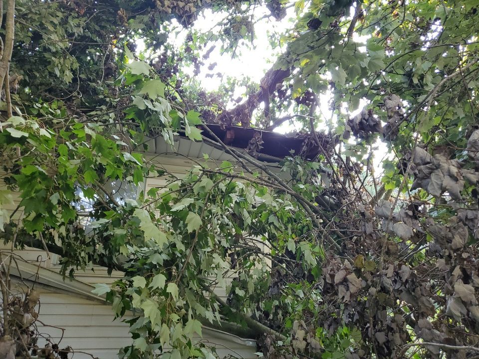 Storm Damaged Tree Removal  by Mike Jones & Sons Tree Service LLC 