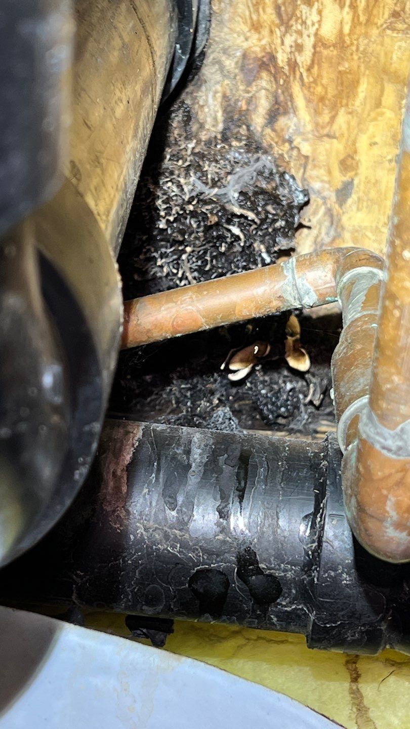 Mold Remediation by Accountable Home Services