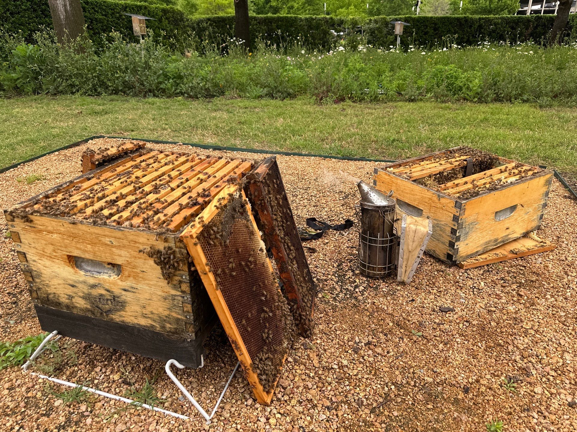 Richdardson Corporate Bees by Rockwall Honey Bee Company