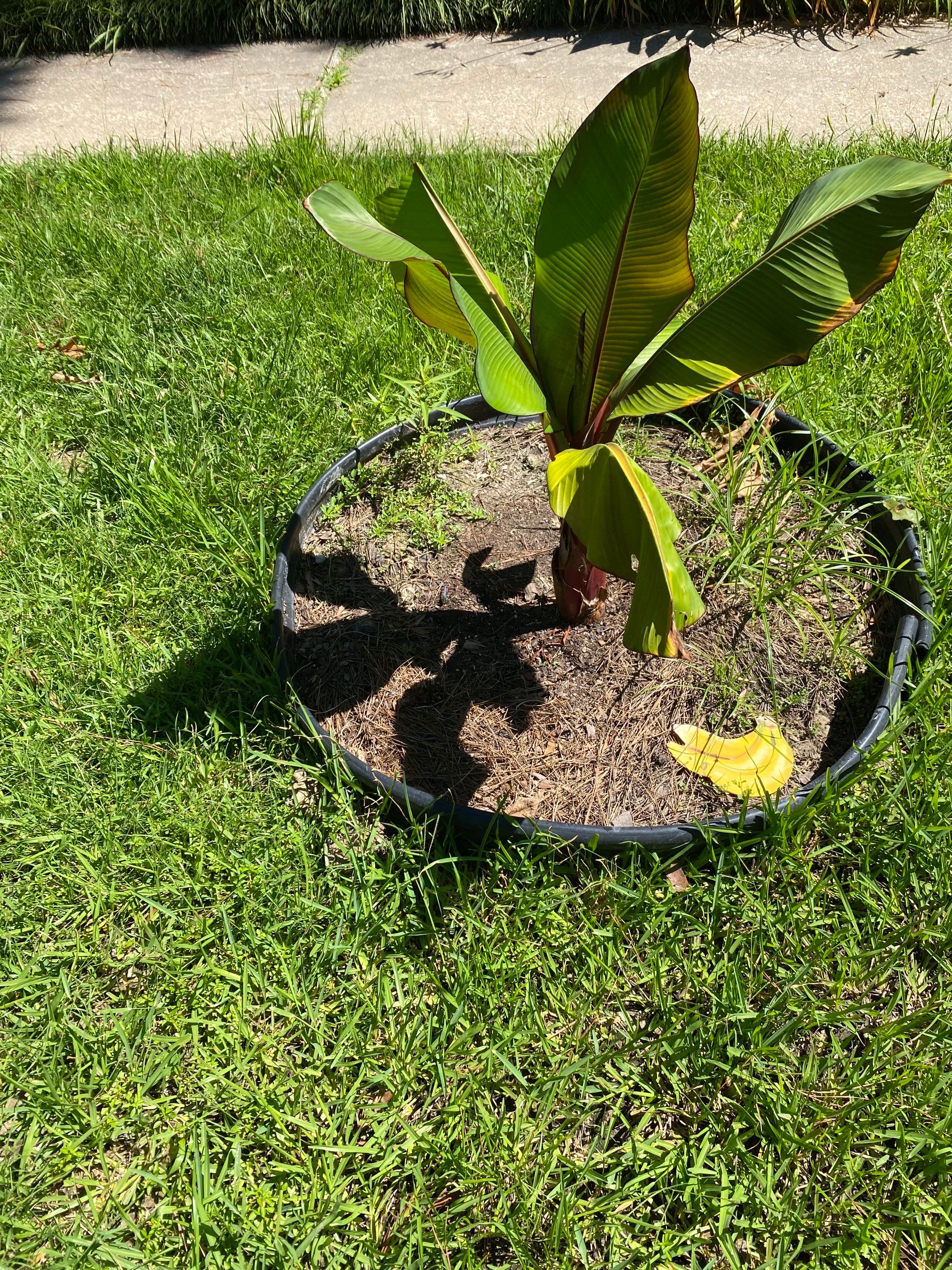 Weekly Landscaping  by College Bros Outdoor services